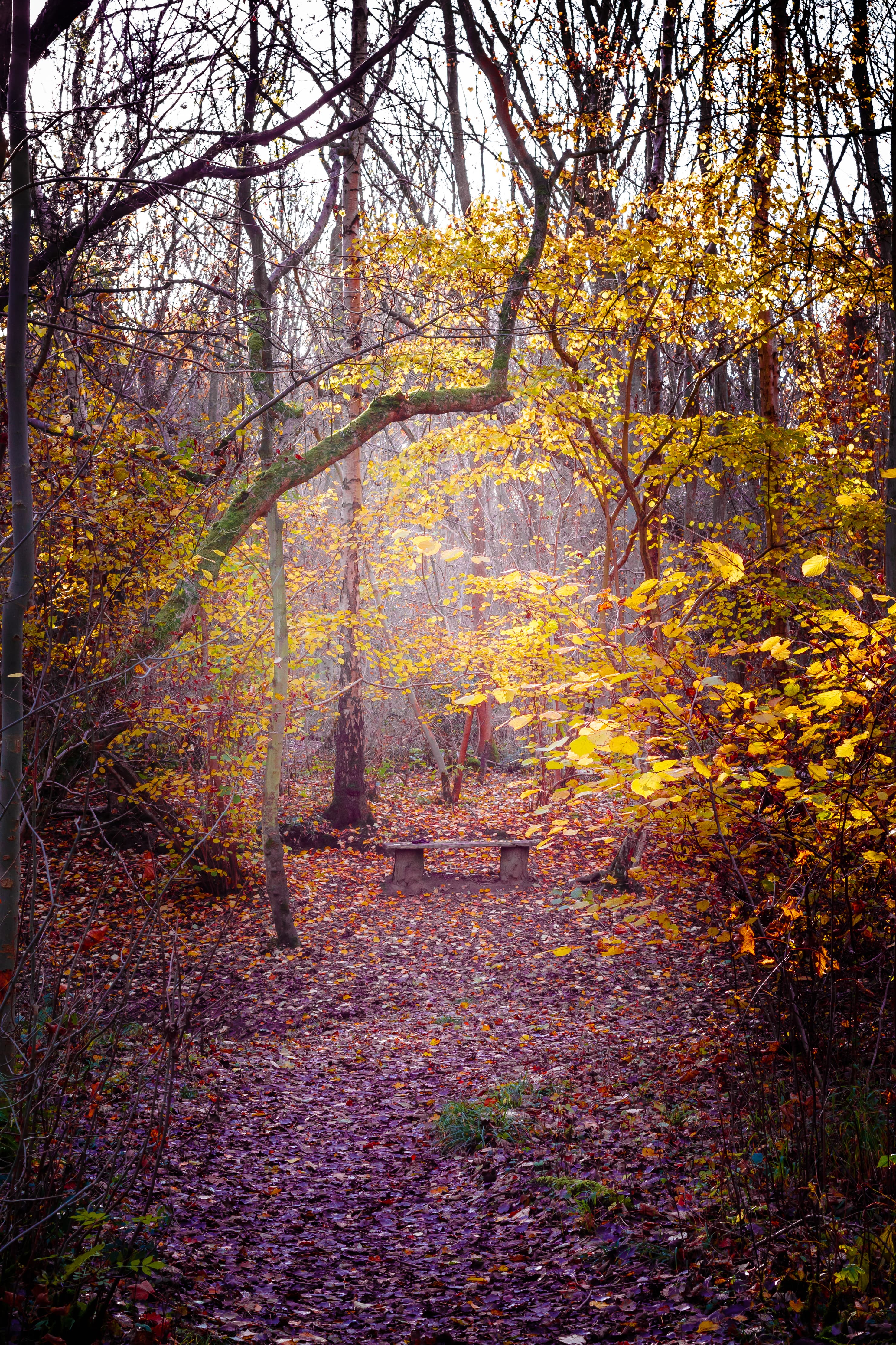 Old bench in woodland.
