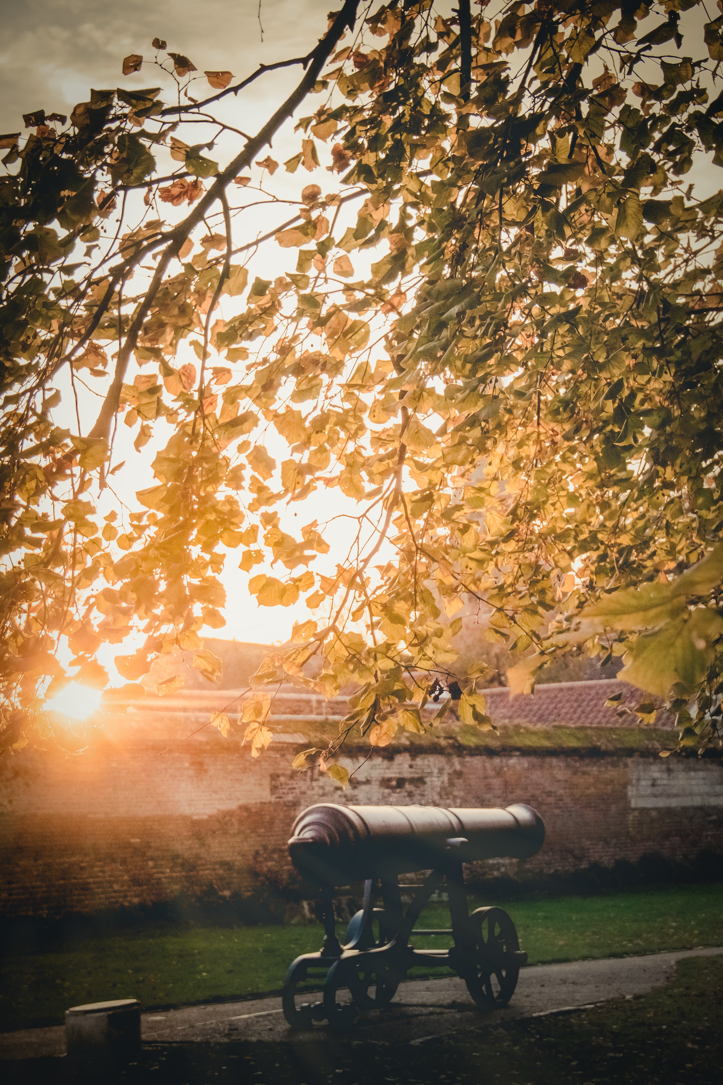 Cannon and autumn leaves.