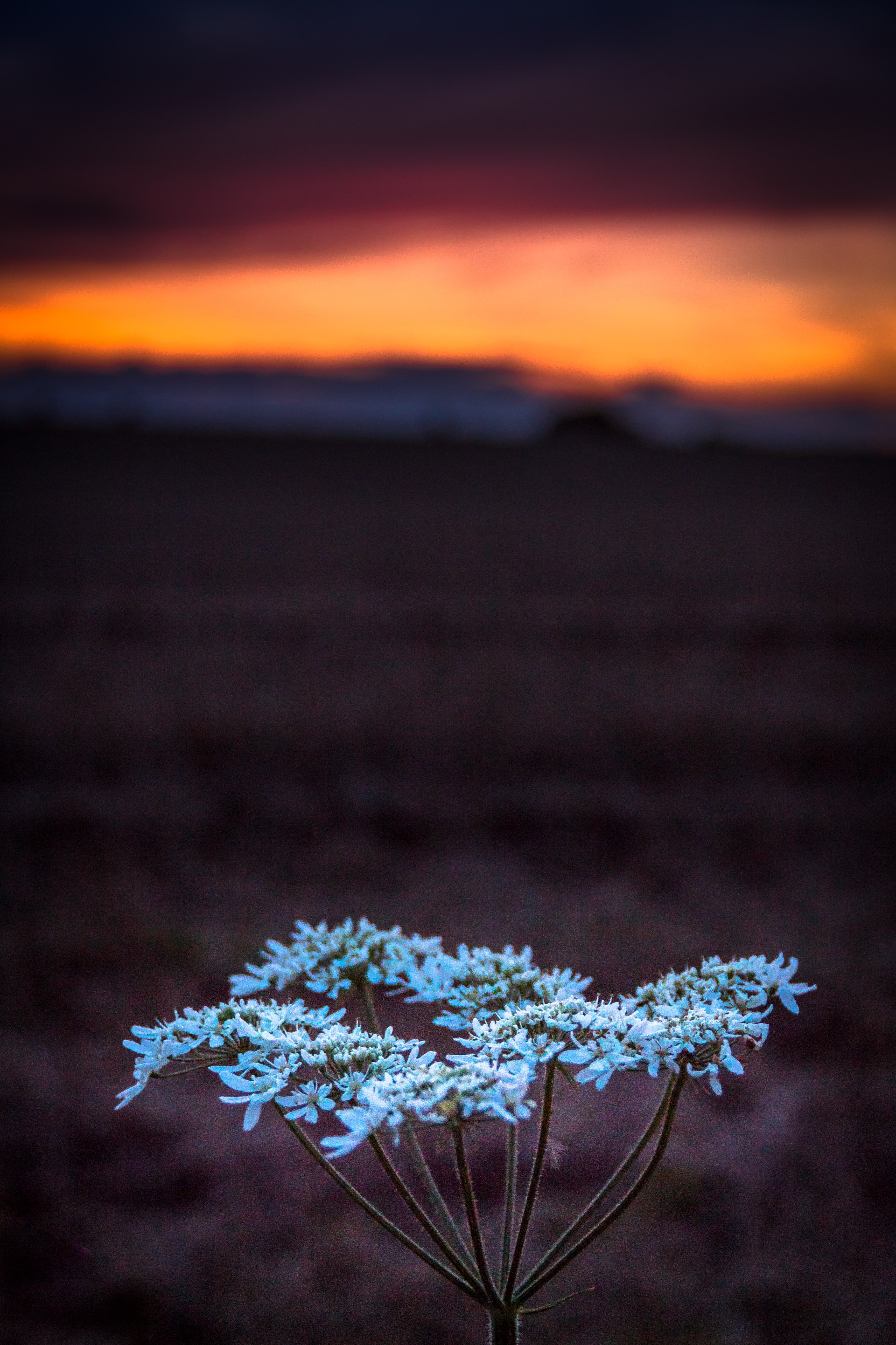 Cow parsley at dusk.