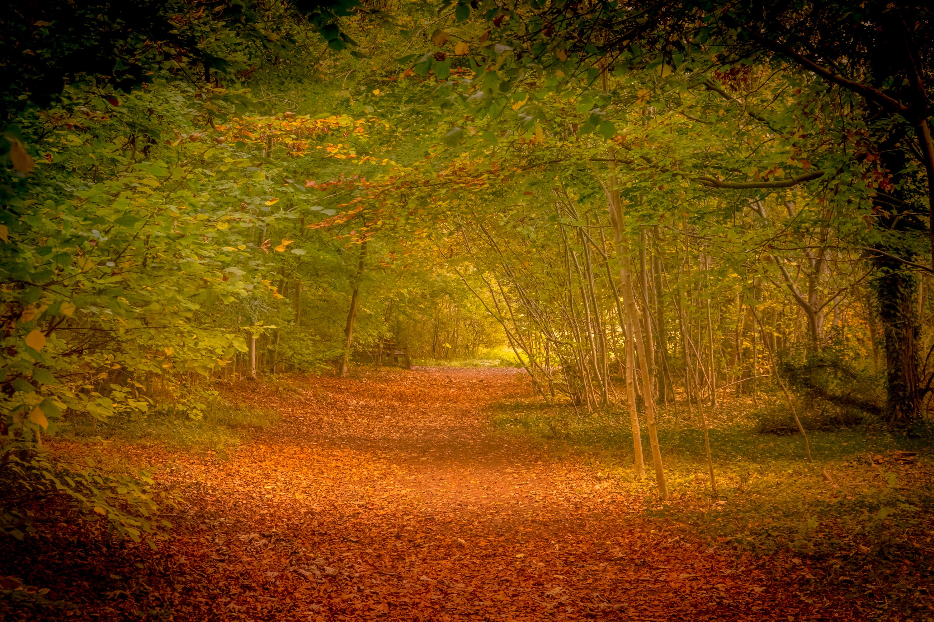 Autumn forest path.