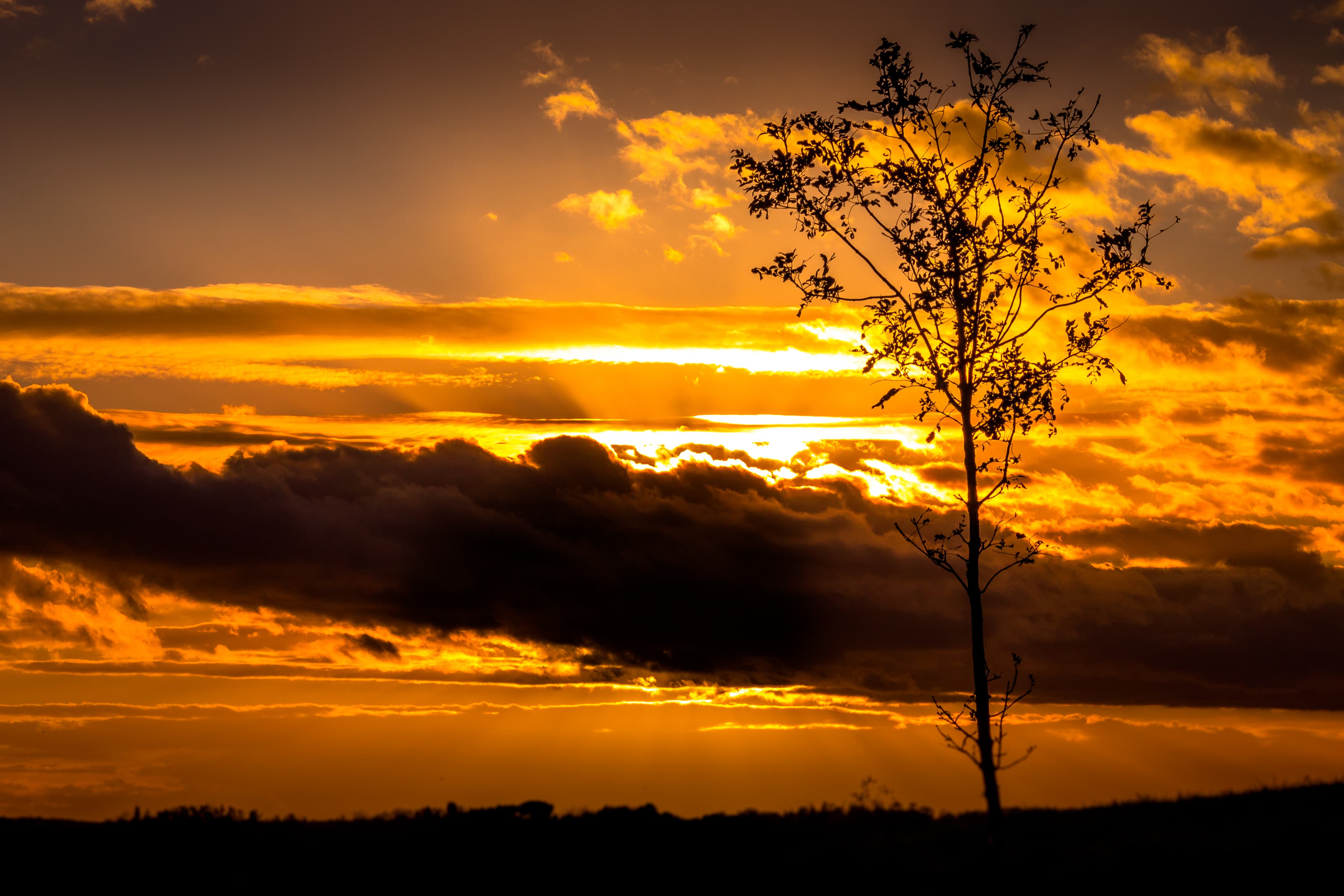 Sunset tree silhouette.