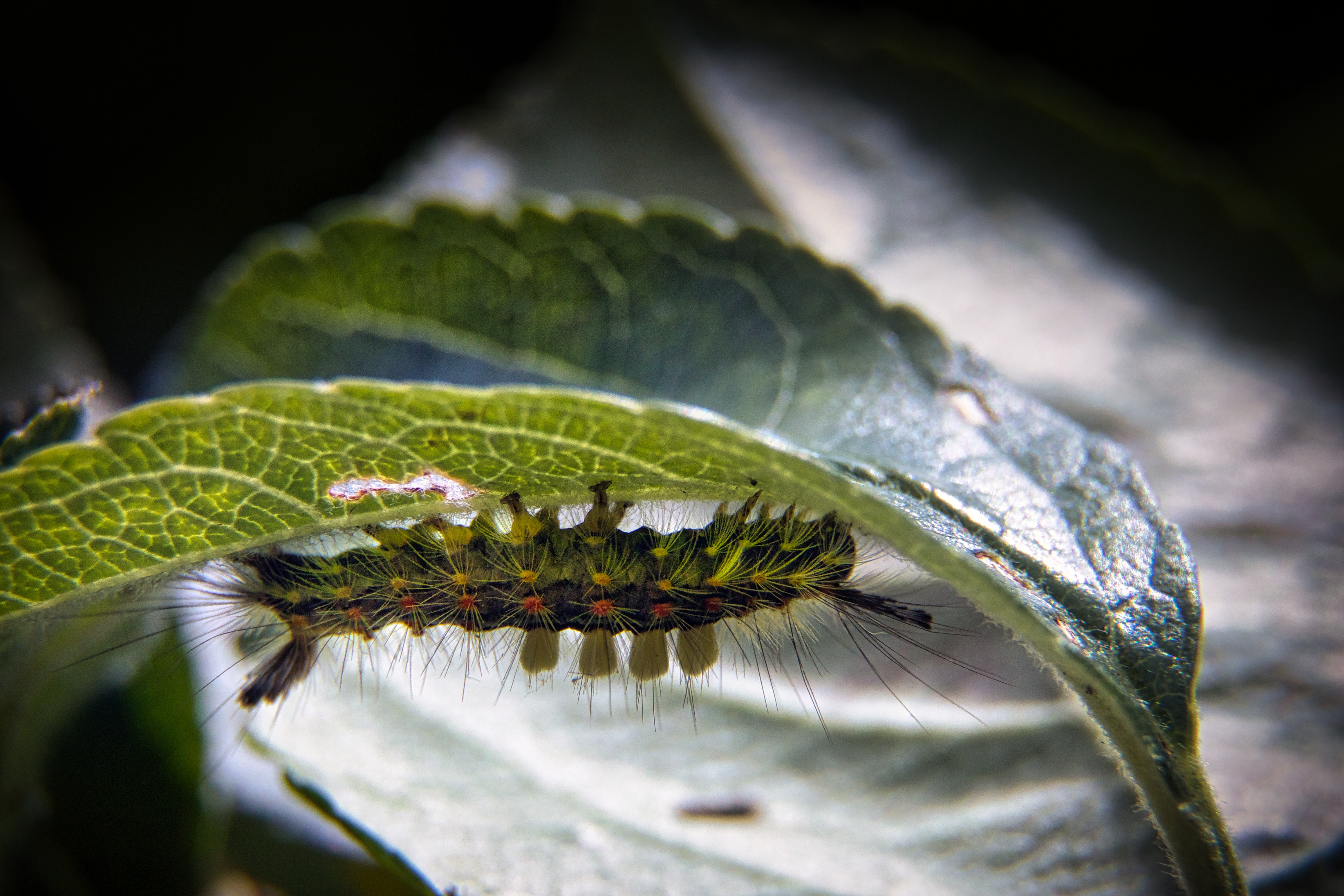 This captivating photograph of a caterpillar resting on a underside of a leaf showcases the intricate beauty of nature with its vivid colors and detailed textures. The soft, diffused lighting enhances the caterpillar's vibrant hues, creating a serene and almost ethereal mood. The composition, with the caterpillar positioned centrally, draws the viewer's eye into the frame, making it a focal point of the image. This photograph's aesthetic appeal lies in its ability to evoke a sense of wonder and tranquility, making it a perfect piece for a living room focal point or an executive office wall decor. Its fine-art quality and natural subject matter make it a stunning addition to any modern gallery wall, adding a perfect touch of nature to any space.
