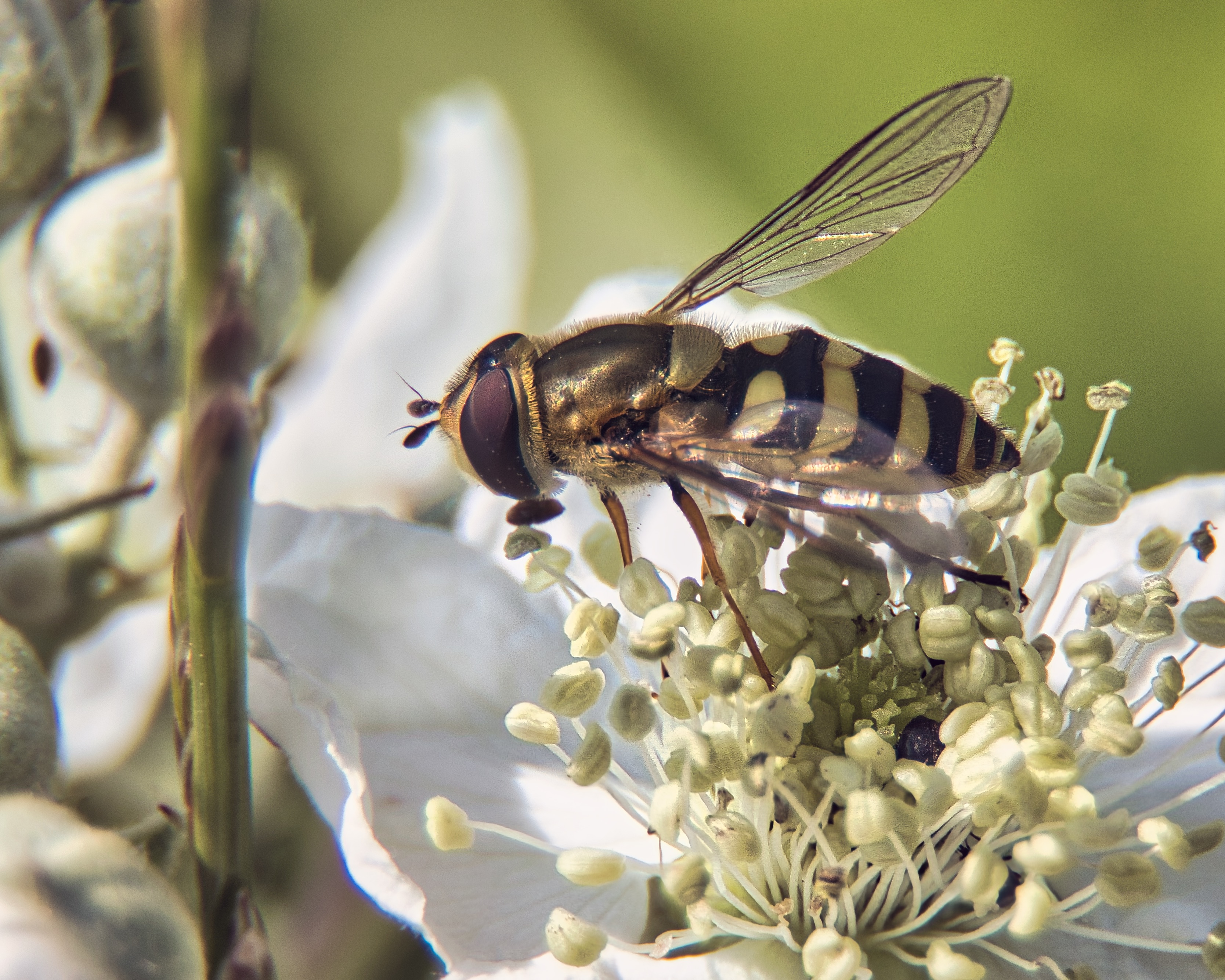 This photograph captures the serene beauty of a hoverfly amidst a delicate white blossoms, creating a harmonious blend of nature's intricate details. The soft, natural lighting enhances the vivid textures of the flower and the hoverfly's striped body, evoking a tranquility of a natural world. The composition, with the hoverfly positioned centrally, draws the viewer's eye into the scene, making it a focal point of the image. This aesthetic appeal lies in its simplicity and the subtle interplay of light and shadow, making it a perfect piece for a living room or executive office, where it can serve as a centerpiece of a decor, inspiring a calm and focus of its surroundings.