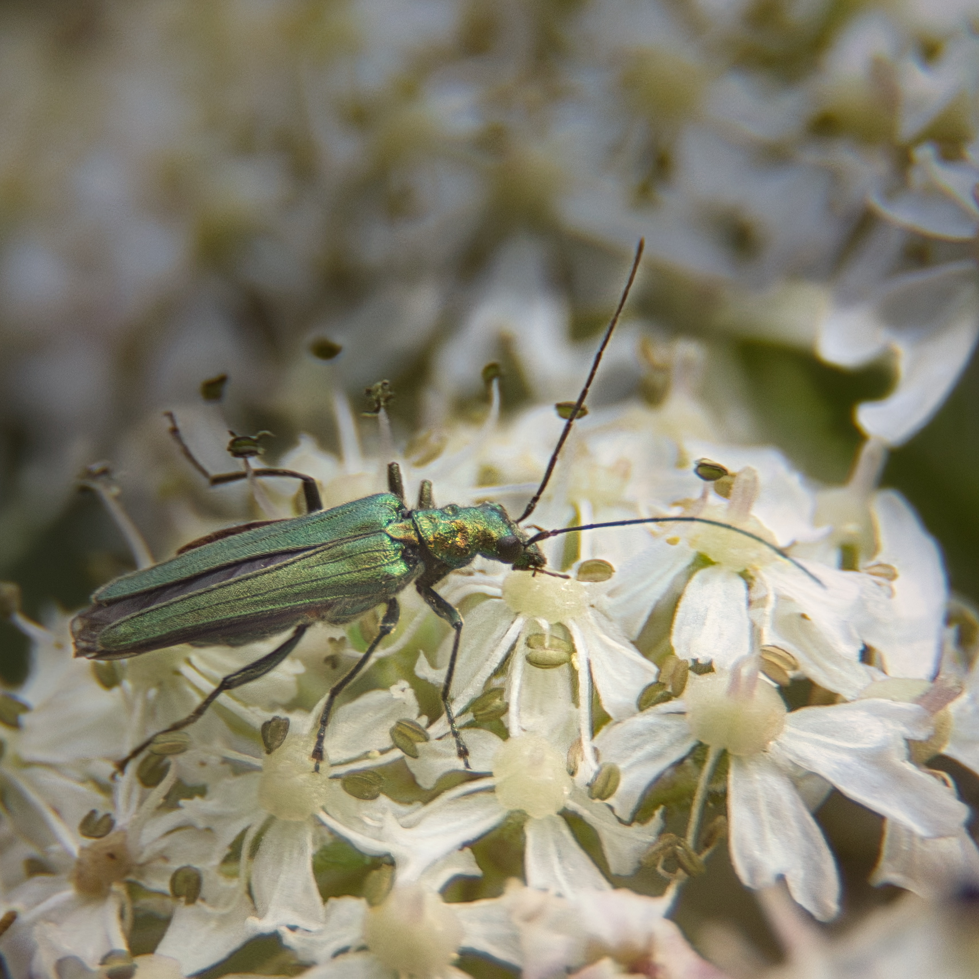 This photograph captures a delicate beauty of a metallic green beetle perched on a cluster of pristine white flowers, creating a striking contrast against the soft, blurred background. The image is bathed in gentle light that highlights the beetle's iridescent sheen and the intricate details of the flowers, evoking a serene and tranquil mood of a natural world. The composition is balanced, with the beetle as the focal point, drawing the viewer's eye into the scene. This aesthetic appeal lies in its simplicity and the subtle interplay of colors and textures, making it a perfect piece for a modern gallery wall or as a centerpiece in a living room, where it can inspire a appreciation of nature's artistry.