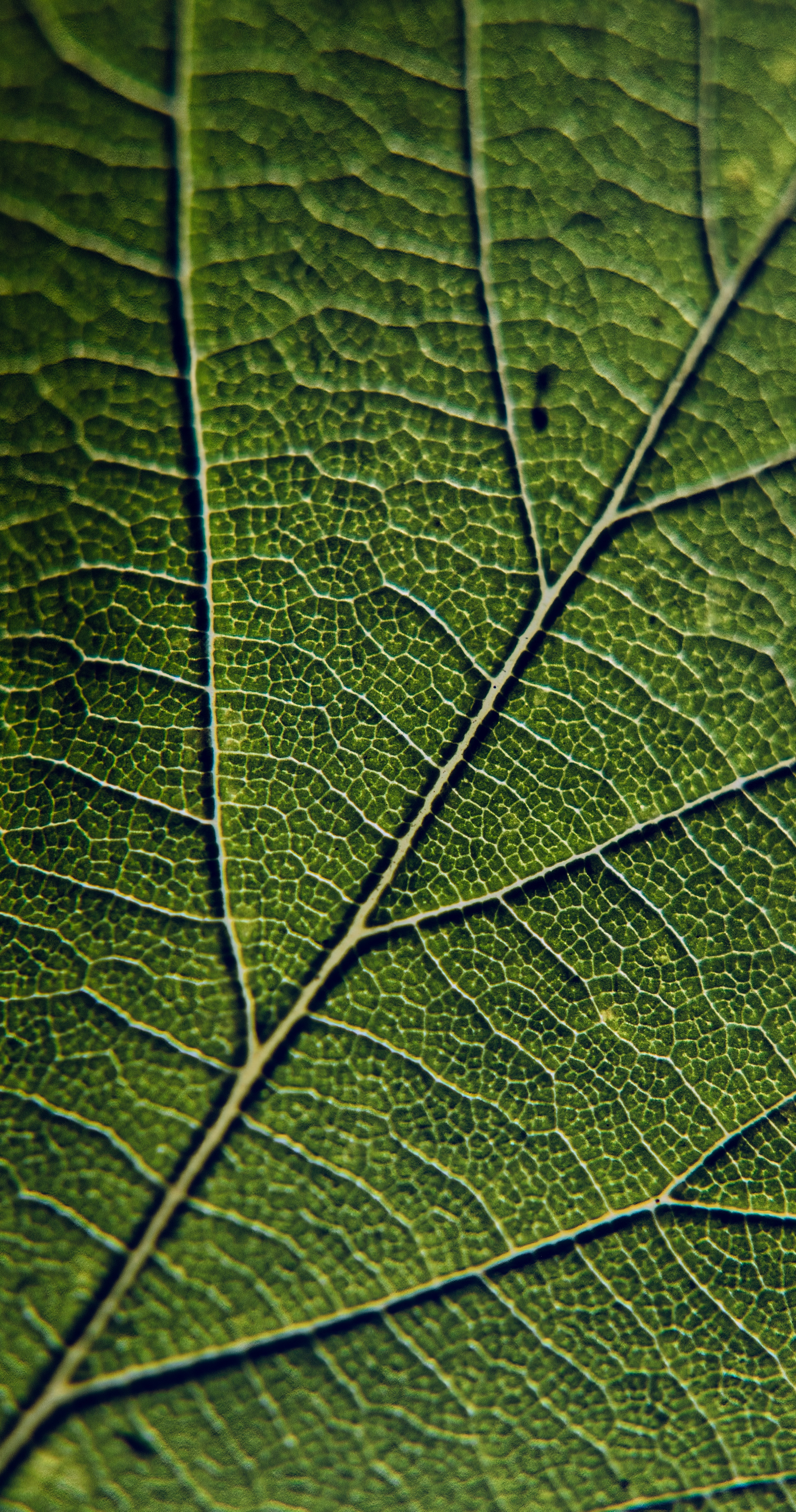 This stunning macro photograph captures the intricate beauty of a leaf's veins, showcasing the delicate interplay of light and shadow that highlights the natural complexity of its structure. The rich green hues and detailed textures evoke a serene and meditative mood, making it a perfect focal point for any space. Whether displayed in a modern living room, an executive office, or a corner of a modern gallery wall, this print adds a perfect touch of nature's artistry and sophistication.
