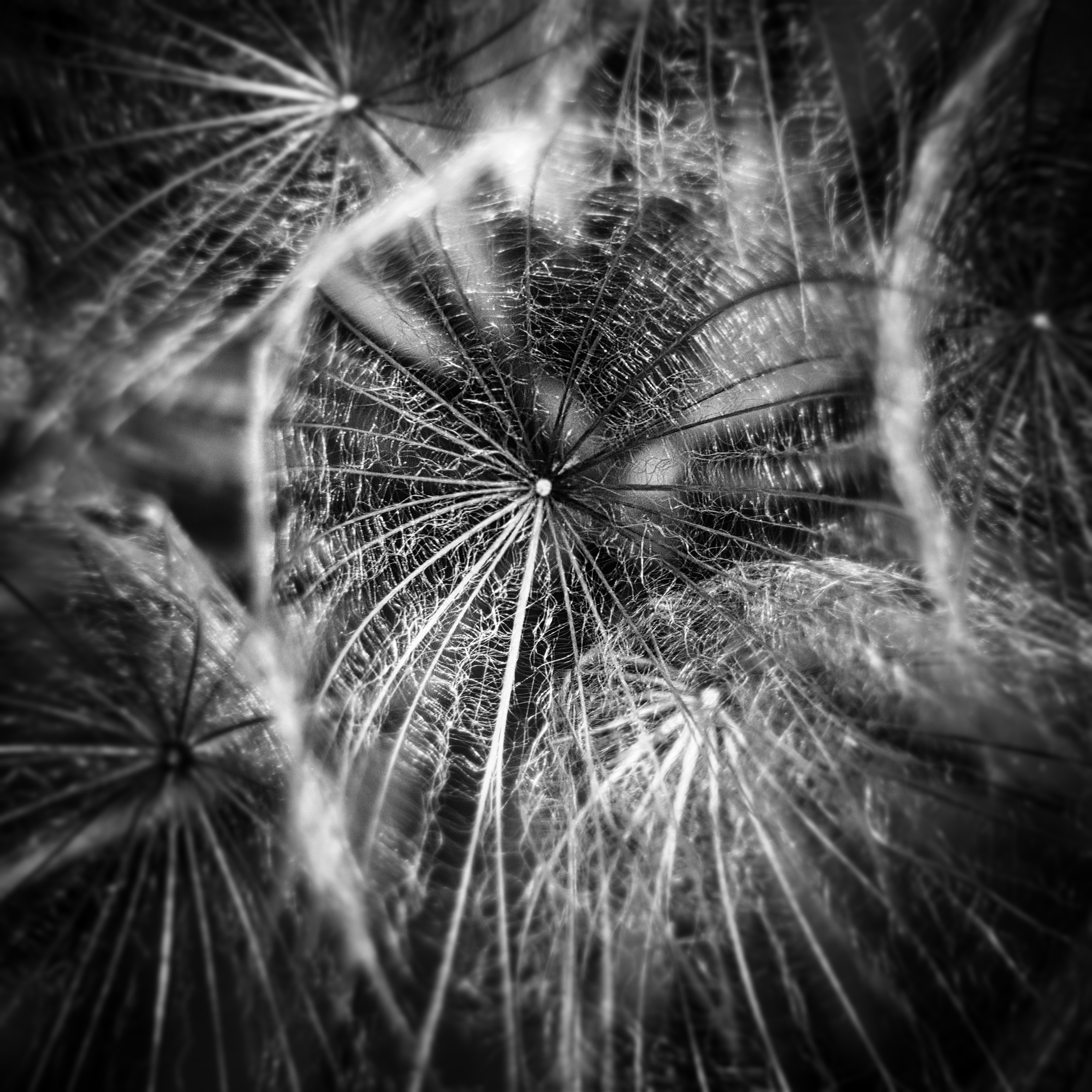 This striking black and white photograph captures the intricate beauty of a dandelion's seed head, showcasing its delicate structure and ethereal texture. The monochromatic palette enhances the mood of tranquility and timelessness, inviting viewers to lose themselves in the subtle interplay of light and shadow. The composition, with its radial symmetry and fine lines, evokes a feeling of being enveloped in a quiet, almost mystical world of nature. Perfect for a living room focal piece, this image can also serve as a thought-provoking centerpiece in an executive office or a focal point of a modern gallery wall, adding a perfect touch of natural elegance and contemplative beauty.