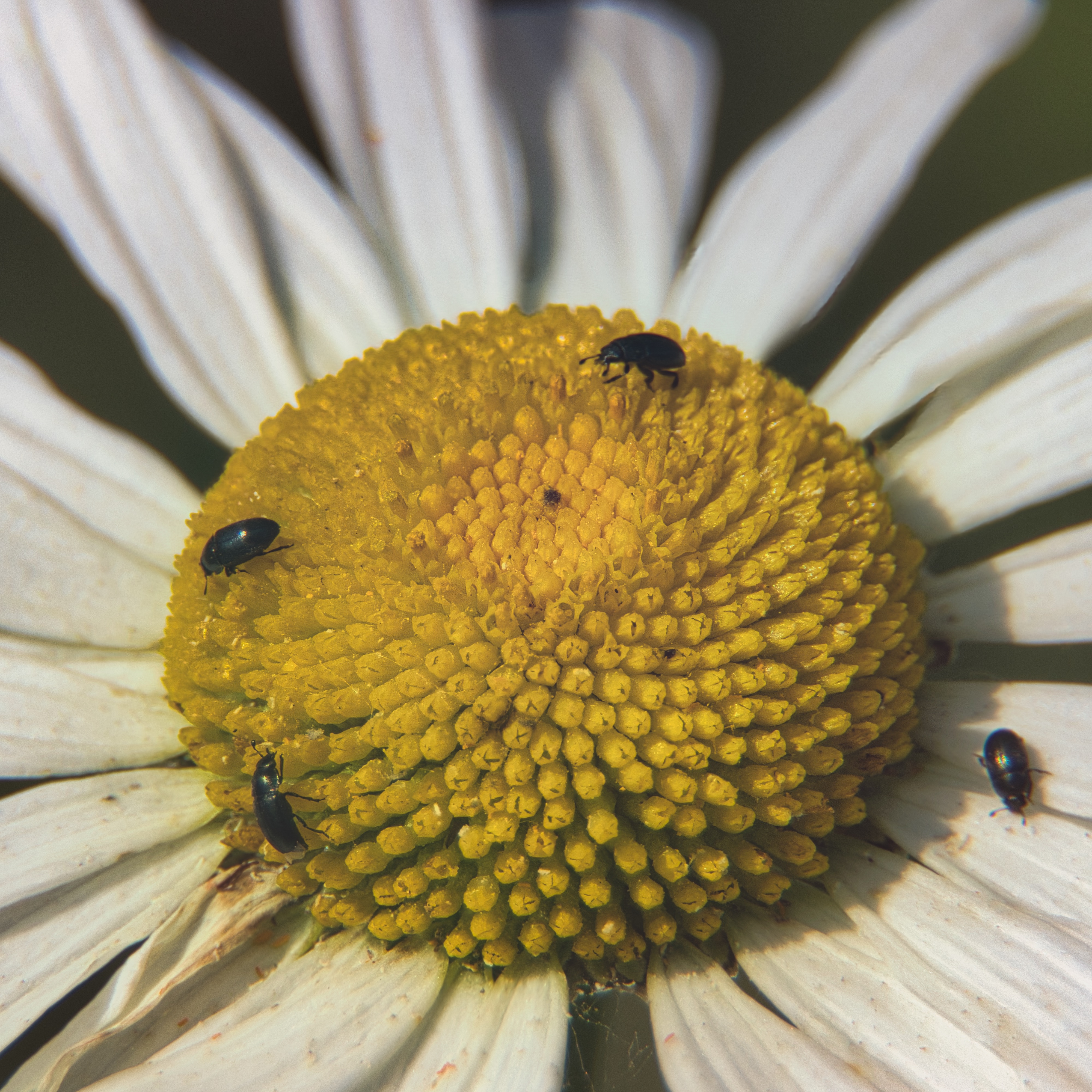This stunning fine-art print captures the intricate beauty of a daisy's center, where nature's delicate balance is on full display. The vibrant yellow stamens contrast beautifully with the pristine white petals, creating a perfect harmony of color and form. The soft, natural lighting enhances the texture and depth, making this piece a perfect focal point for any modern or contemporary space. Whether displayed in a living room, an executive office, or a corner of a modern gallery wall, this print adds a touch of serene elegance and natural inspiration to any room.