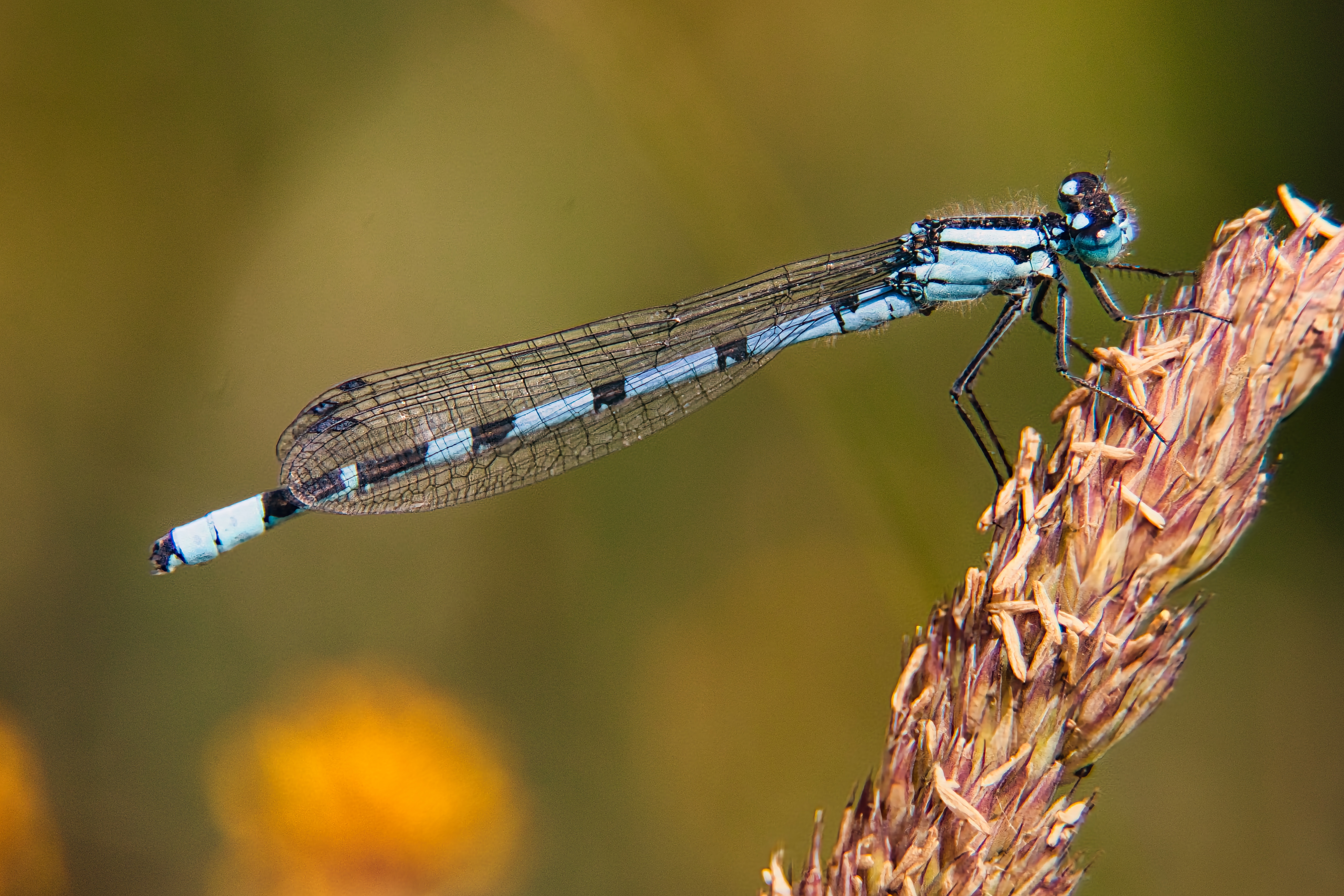 This captivating photograph of a dragonfly, with its delicate wings and striking blue and black hues, evokes a sense of serene beauty and natural wonder. The soft, golden lighting enhances the dragonfly's intricate details, creating a dreamy, almost ethereal atmosphere. The composition, with the dragonfly perched gracefully on a plant, draws the viewer's eye into the scene, making it a perfect focal point for any space. Its aesthetic appeal lies in its ability to bring a touch of nature indoors, making it ideal for a living room as a a centerpiece of a room, or for the executive office as a perfect piece to inspire creativity and calm. Display it in a modern gallery wall to add a touch of sophistication and natural charm to your space.