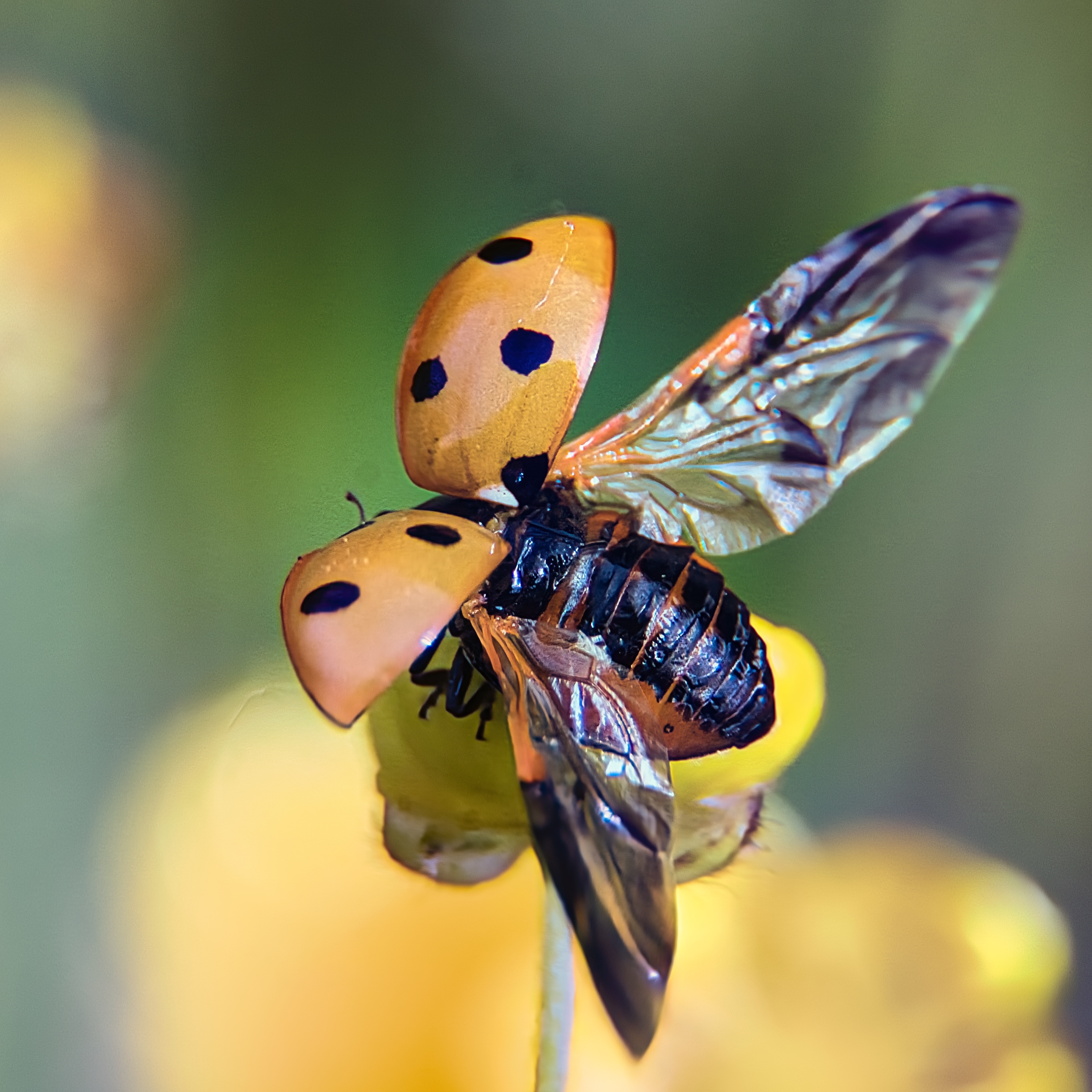 This stunning photograph captures the delicate interplay of light and shadow, highlighting the intricate details of a insect's wings and body against a vibrant yellow background. The composition is both balanced and dynamic, drawing the viewer's eye across the frame. The warm, golden tones and soft focus create a perfect mood for a piece, evoking a sense of tranquility and wonder. This fine art print is ideal for a living room as a focal piece, adding a touch of nature and sophistication to any executive office, or as a perfect addition to a modern gallery wall, enhancing the aesthetic appeal of any space.