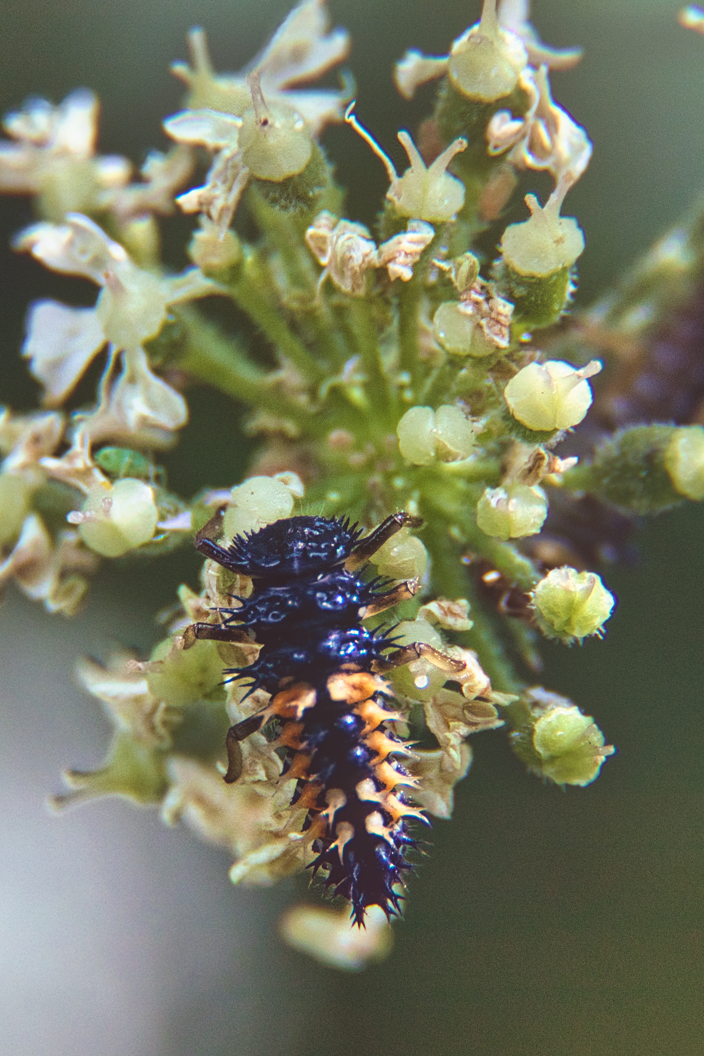 This photograph captures the mesmerizing detail of a ladybug larva amidst a delicate flowers, showcasing the intricate beauty of nature. The soft, natural lighting enhances the vivid colors and textures, creating a perfect balance of sharpness and softness. The composition draws the viewer's eye into the center of the frame, highlighting the larva's striking blue and orange hues against the pale green backdrop. This image evokes a feeling of wonder and tranquility, making it an ideal piece for a living room focal point or a executive office's modern gallery wall, where it can inspire creativity and calm.