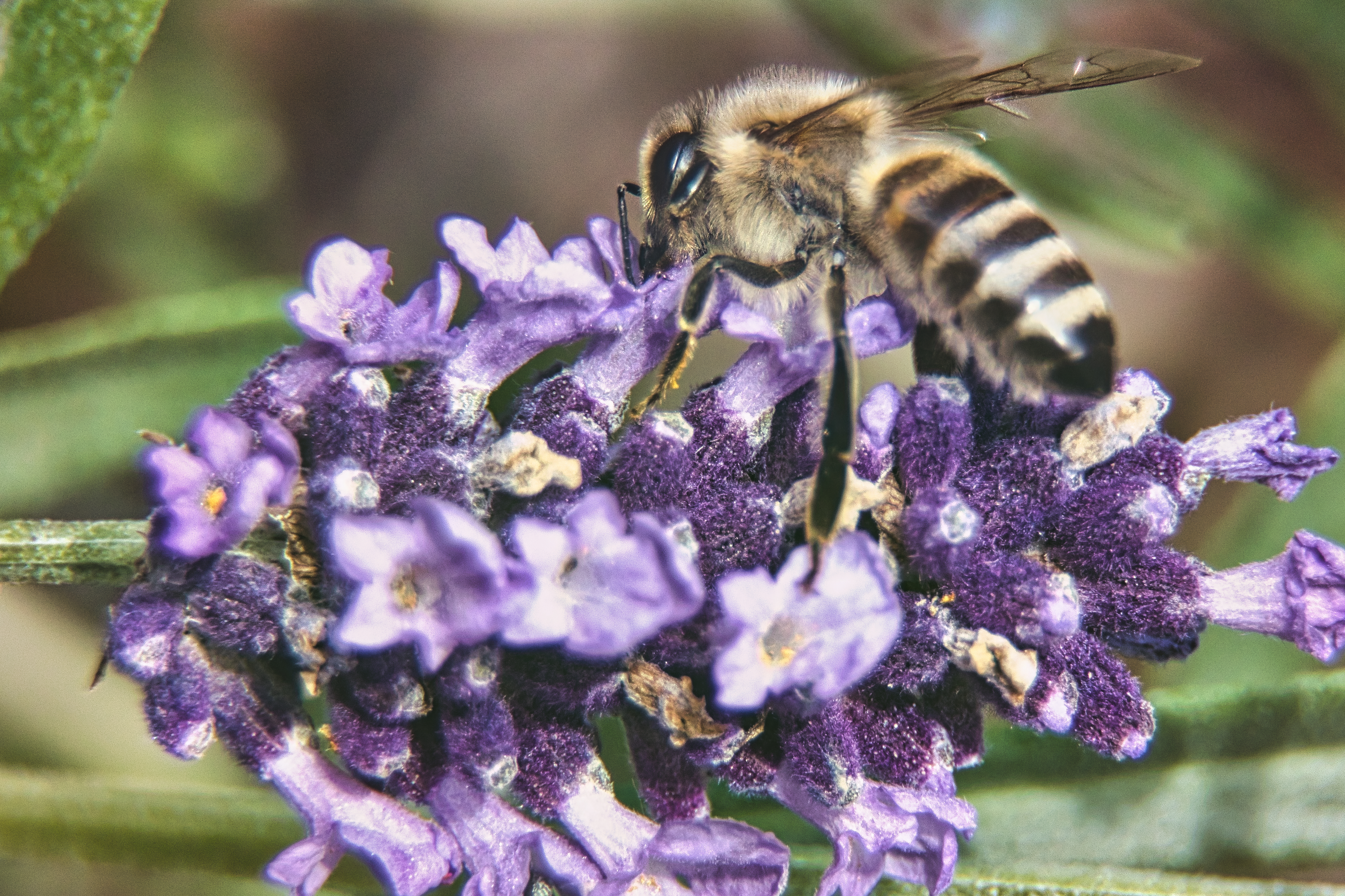 This stunning fine art print captures the serene beauty of a natural world, featuring a bee delicately perched on vibrant purple flowers. The soft, natural lighting enhances the rich colors and intricate details, creating a tranquil and inviting mood. The composition, with the bee at the center, draws the viewer's eye into the scene, making it a perfect focal point for any living room or office. The print's aesthetic appeal lies in its ability to bring a tranquility of nature indoors, making it an ideal choice for modern gallery walls or as a a centerpiece in any space seeking a touch of natural elegance.