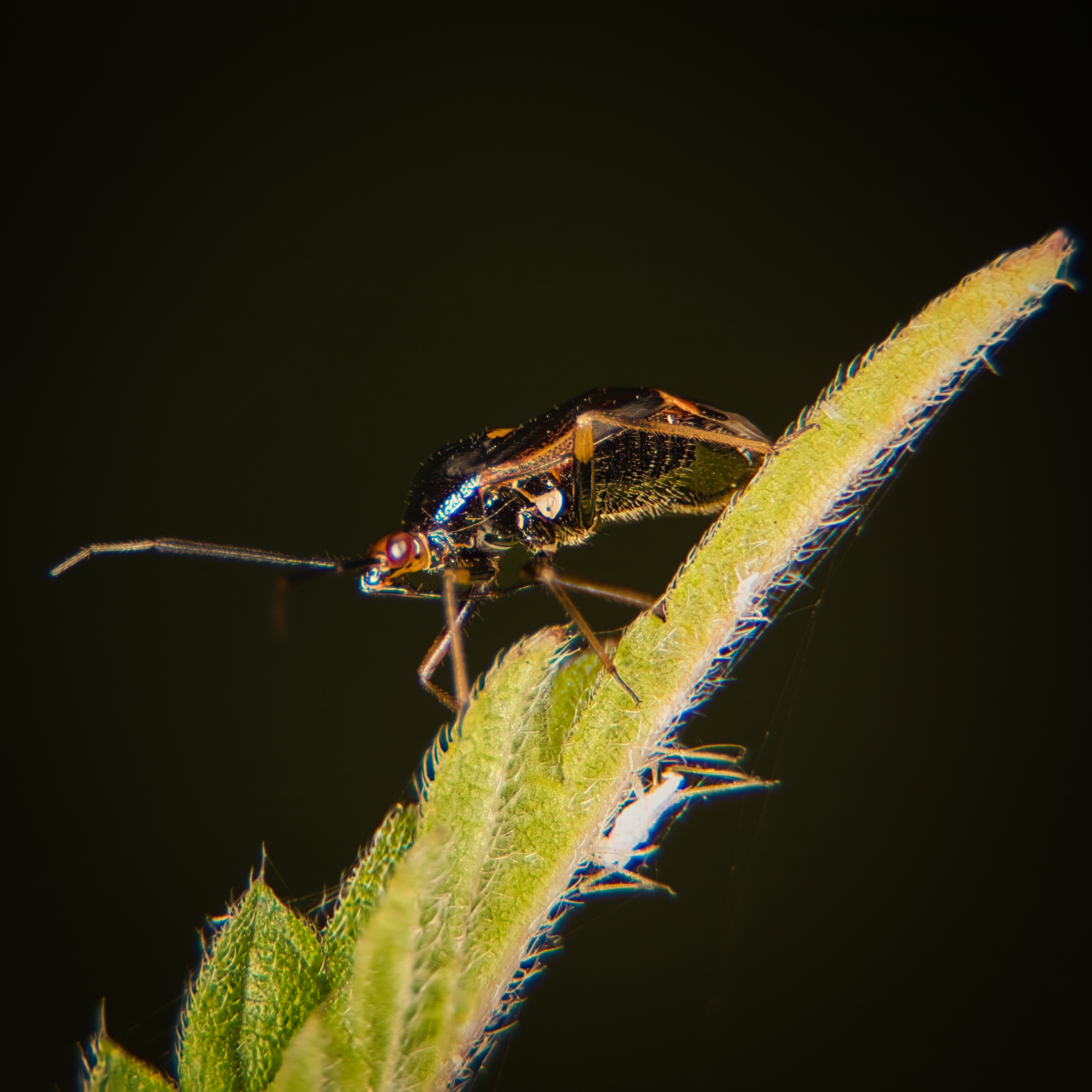 This stunning photograph captures the delicate beauty of a insect world, showcasing a close-up of a bug perched on a edge of a plant. The soft, natural lighting highlights the intricate details of the insect's body and the plant's texture, creating a perfect balance of sharpness and softness. The composition is both simple and striking, with the bug positioned at the center, drawing the viewer's eye directly to the subject. This overall mood is serene and contemplative, making this piece ideal for a living room as a focal point or for the executive office as a perfect piece of modern decor. The aesthetic appeal lies in its ability to evoke a wonder of nature, making it a perfect addition to any space seeking to infuse a beauty of the natural world into its design.