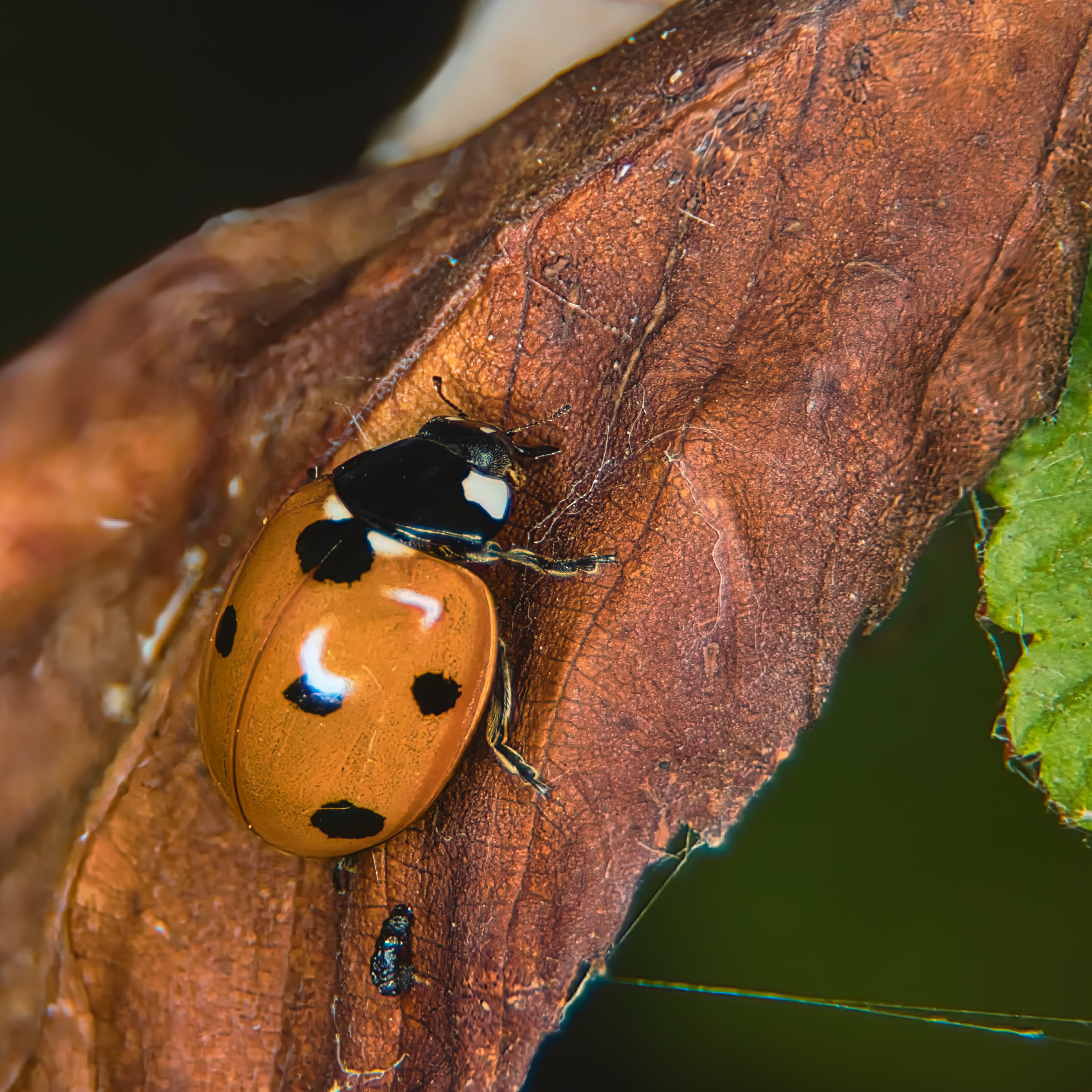 This photograph captures the serene beauty of a ladybug resting on a dried leaf, bathed in soft, natural light that accentuates its vibrant orange shell and black spots. The composition is masterful, with the ladybug positioned centrally, drawing the viewer's eye into the intricate details of its form and the texture of the leaf. The contrast between the ladybug's vivid colors and the muted tones of the leaf creates a perfect balance of color and form, evoking a tranquility of nature. This image is ideal for wall decor, serving as a focal point in a living room or adding perfect accent in an executive office, enhancing the space with a calming presence of nature.