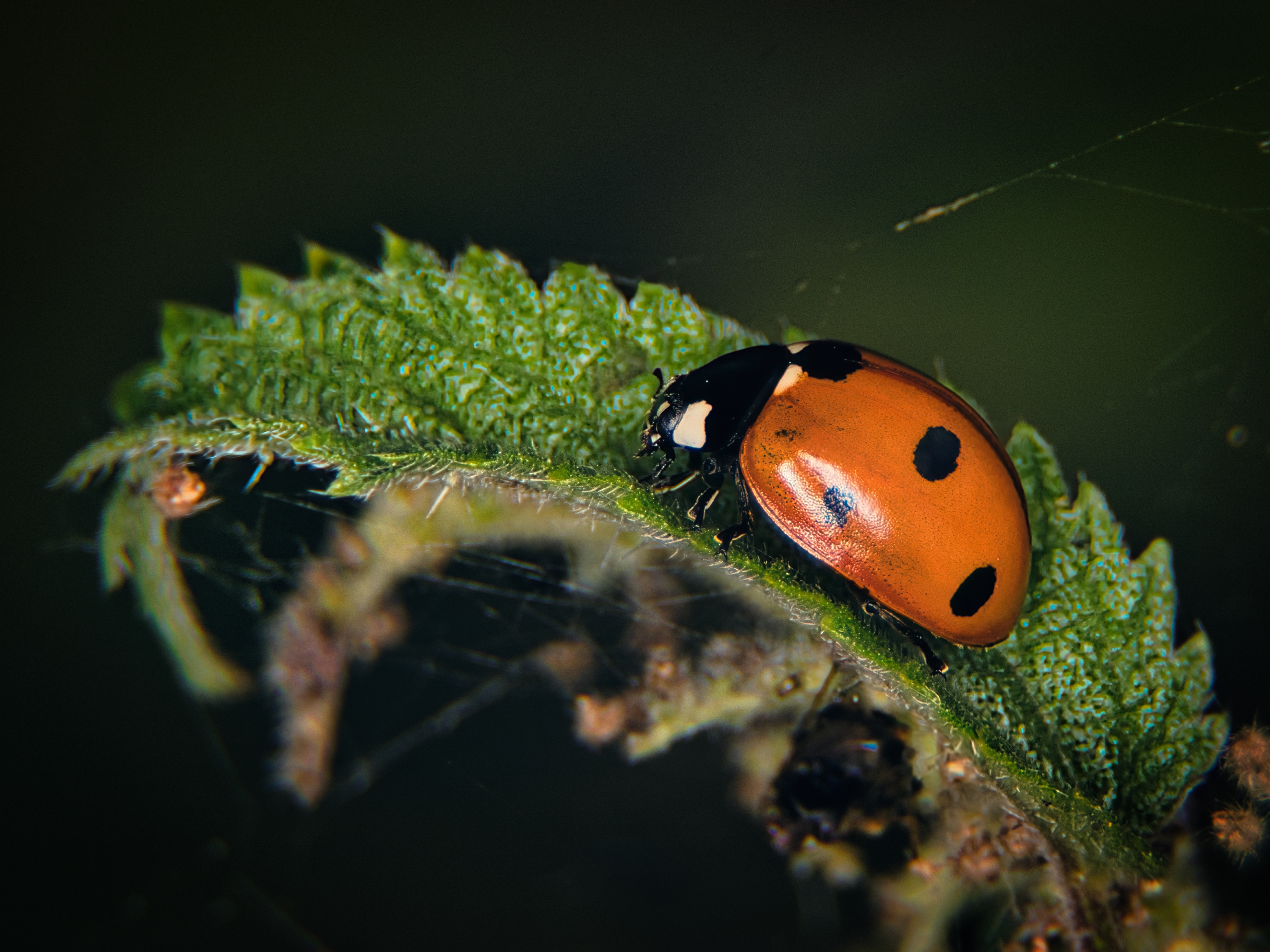 This photograph captures a ladybug resting on a leaf, its vibrant orange and black pattern contrasting beautifully against the lush green backdrop. The soft, diffused lighting enhances the ladybug's glossy texture and the intricate details of the leaf's surface. The composition is balanced, with the ladybug positioned slightly off-center, creating a perfect focal point. The overall mood is peaceful and serene, evoking a beauty of nature. This image would make a perfect focal piece for a living room, adding a charm of nature to an executive office, or complement a modern aesthetic of a gallery wall.