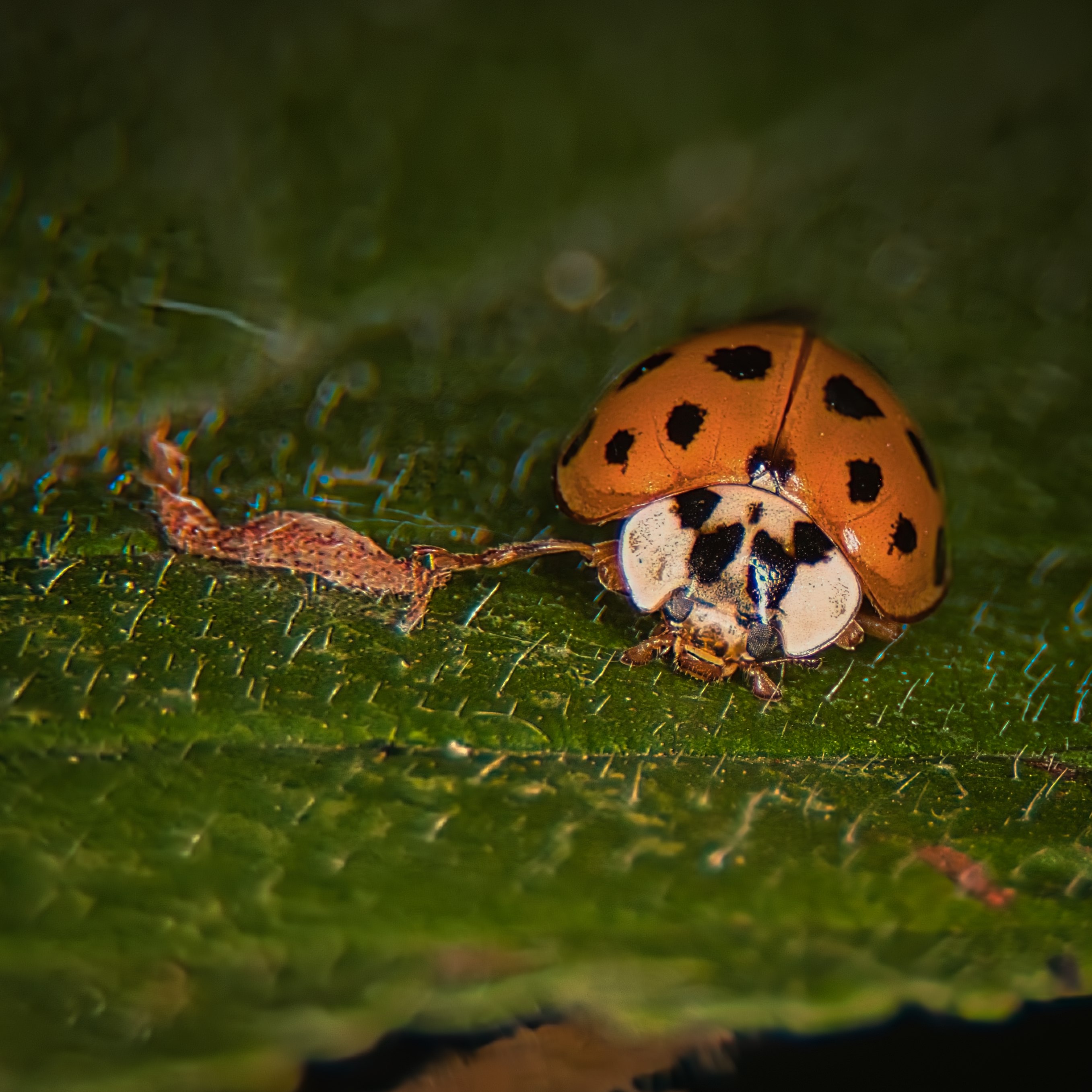 This photograph captures the delicate beauty of a ladybug resting on a textured surface of a leaf, illuminated by soft, natural light that accentuates its vibrant orange and black patterns. The composition is balanced, with the ladybug positioned centrally, drawing the viewer's eye into the intricate details of its shell and the leaf's veins. The image evokes a sense of tranquility and the subtle interplay of life, making it a perfect piece for a living room focal point or an executive office's gallery wall, where it can inspire reflection and admiration for nature's artistry.