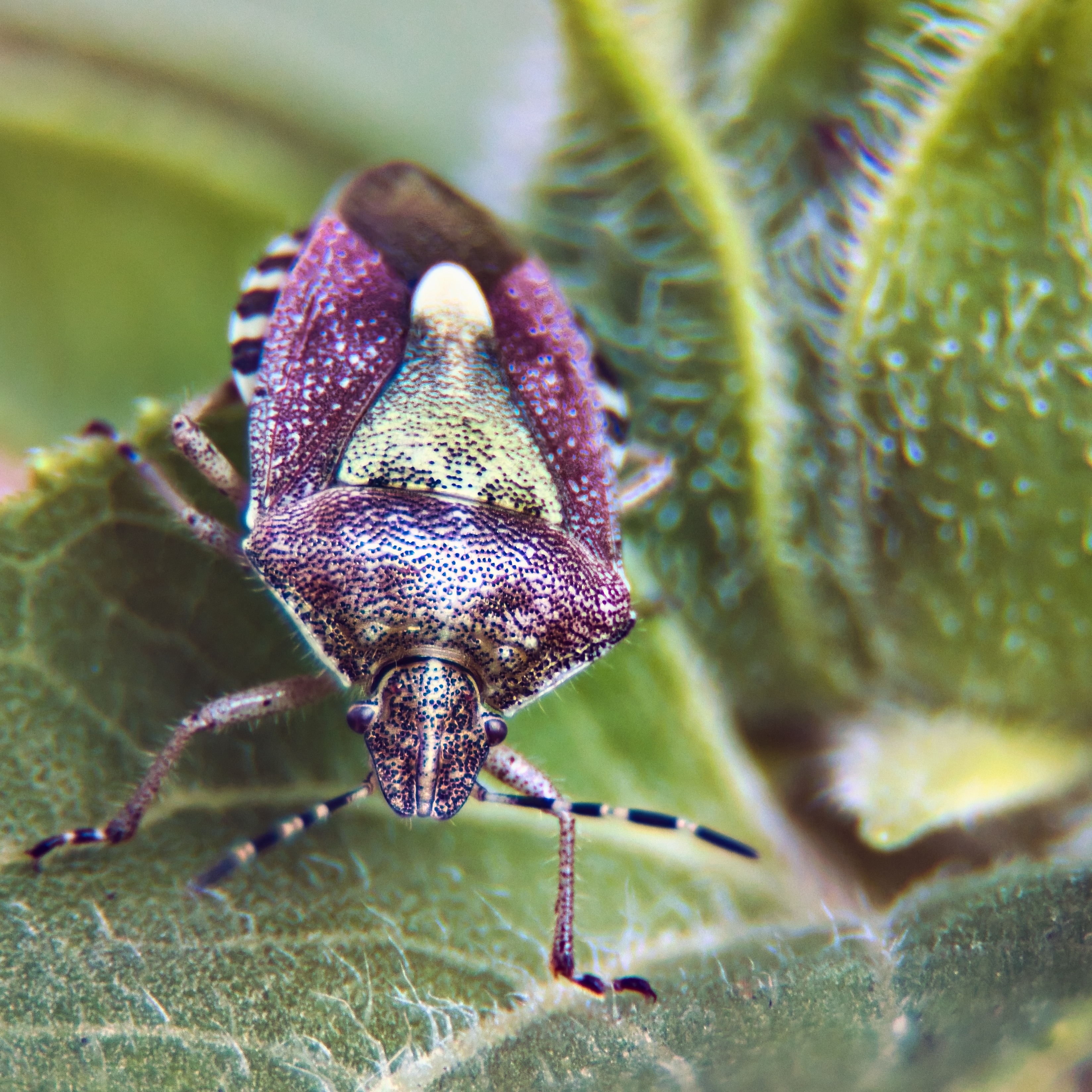 This stunning fine-art photograph captures the intricate beauty of a shield bug, showcasing its vibrant purple and green hues against the backdrop of a lush green leaf. The soft, natural lighting enhances the texture and detail of the bug's exoskeleton, creating a perfect balance of nature's artistry and modern elegance. The composition, with the bug positioned slightly off-center, draws the viewer's eye into the frame, making it a perfect focal point for any modern gallery wall or executive office. The rich, earthy tones and the subtle interplay of light and shadow make this piece a ideal choice for those who appreciate the finer details of nature's design.