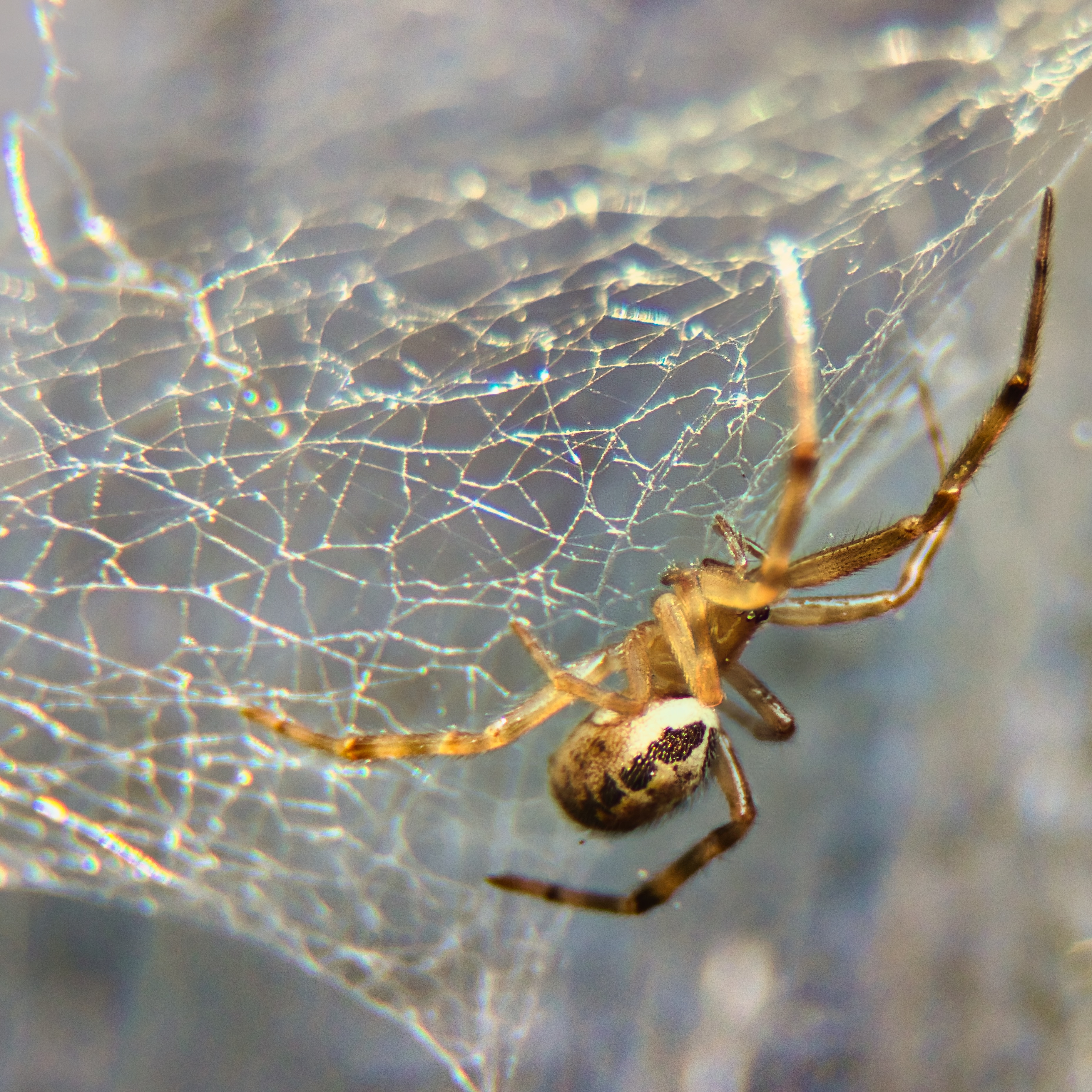 This stunning fine-art photograph captures the delicate beauty of a spider and its web, bathed in soft, natural light that accentuates the intricate patterns and textures. The composition is both balanced and dynamic, with the spider positioned centrally, drawing the viewer's eye into the heart of the web. The image evokes a serene yet mysterious mood of nature, making it a perfect piece for any space that appreciates the finer details of the natural world. Ideal for a living room as a focal point, or as a sophisticated accent in an executive office or modern gallery wall, this print adds a perfect touch of elegance and intrigue.