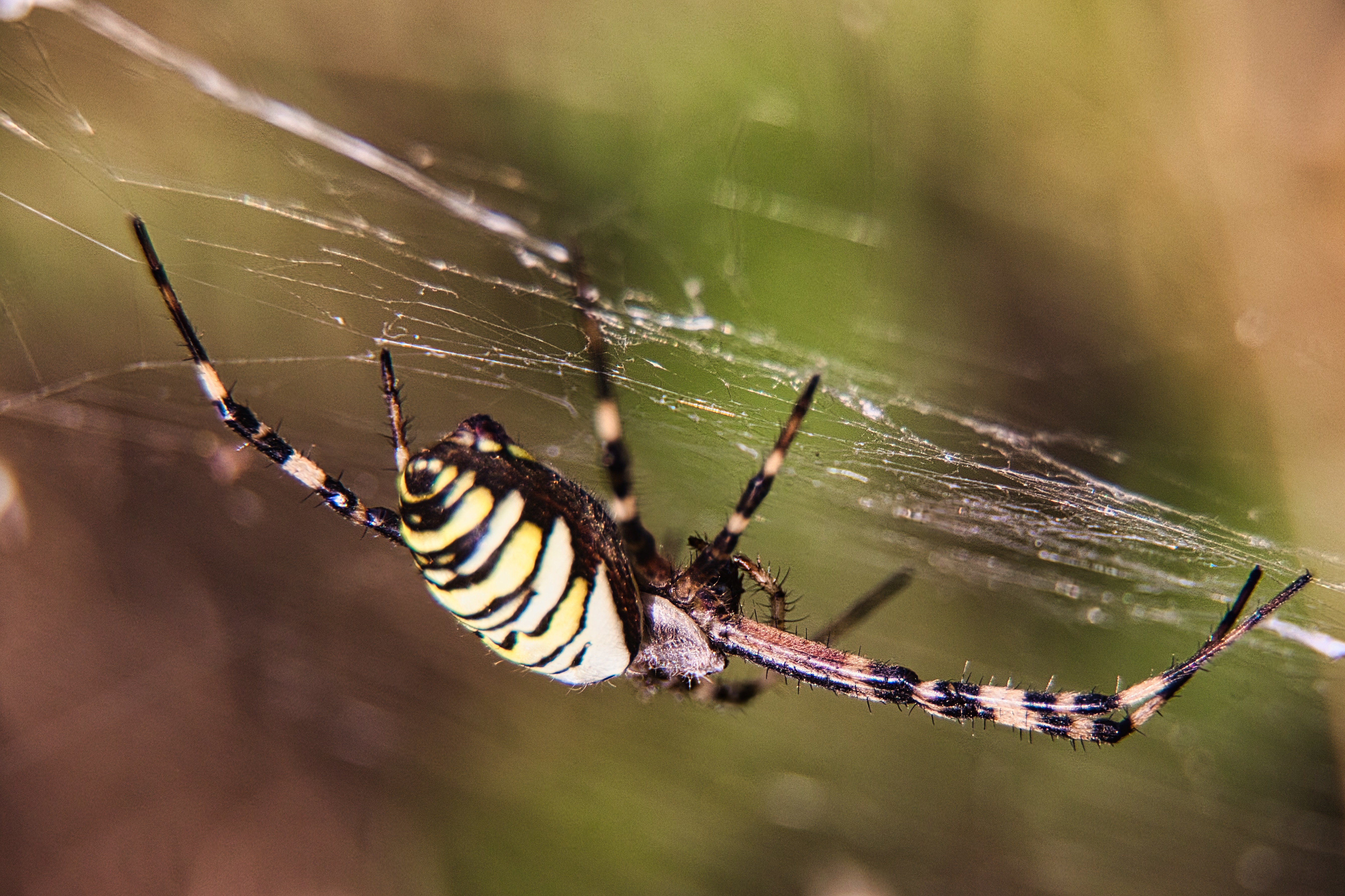 This photograph captures the mesmerizing beauty of a wasp spider, its vibrant yellow and black stripes contrasting sharply against the delicate, intricate web it has spun. The soft, natural lighting enhances the spider's detailed features and the web's delicate structure, creating a perfect balance of nature's complexity and elegance. The composition draws the viewer's eye into the center of the frame, making it a perfect focal point for any living room or a executive office, where it can serve as a stunning piece of wall decor, inspiring admiration for the wonders of the natural world.