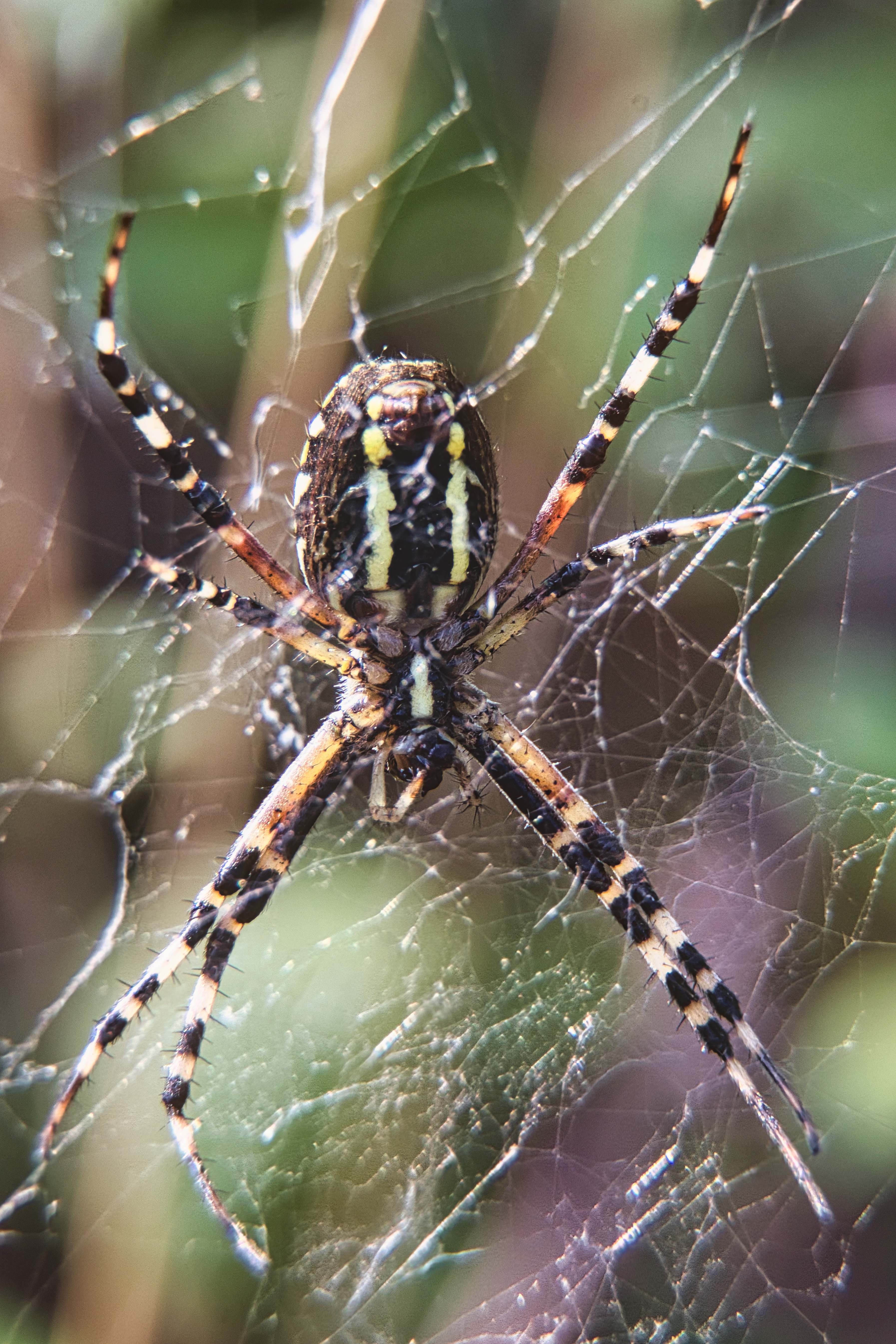 This photograph captures the mesmerizing beauty of a spider's web, showcasing the intricate patterns and vibrant colors of the spider against a delicate, glistening strands. The soft, natural lighting enhances the texture and depth of the web, creating a perfect balance of light and shadow. The composition is both symmetrical and dynamic, drawing the viewer's eye into the heart of the web. This aesthetic appeal lies in its simplicity and complexity, making it a perfect piece for any modern gallery wall or a living room focal point, where it can inspire awe and admiration.