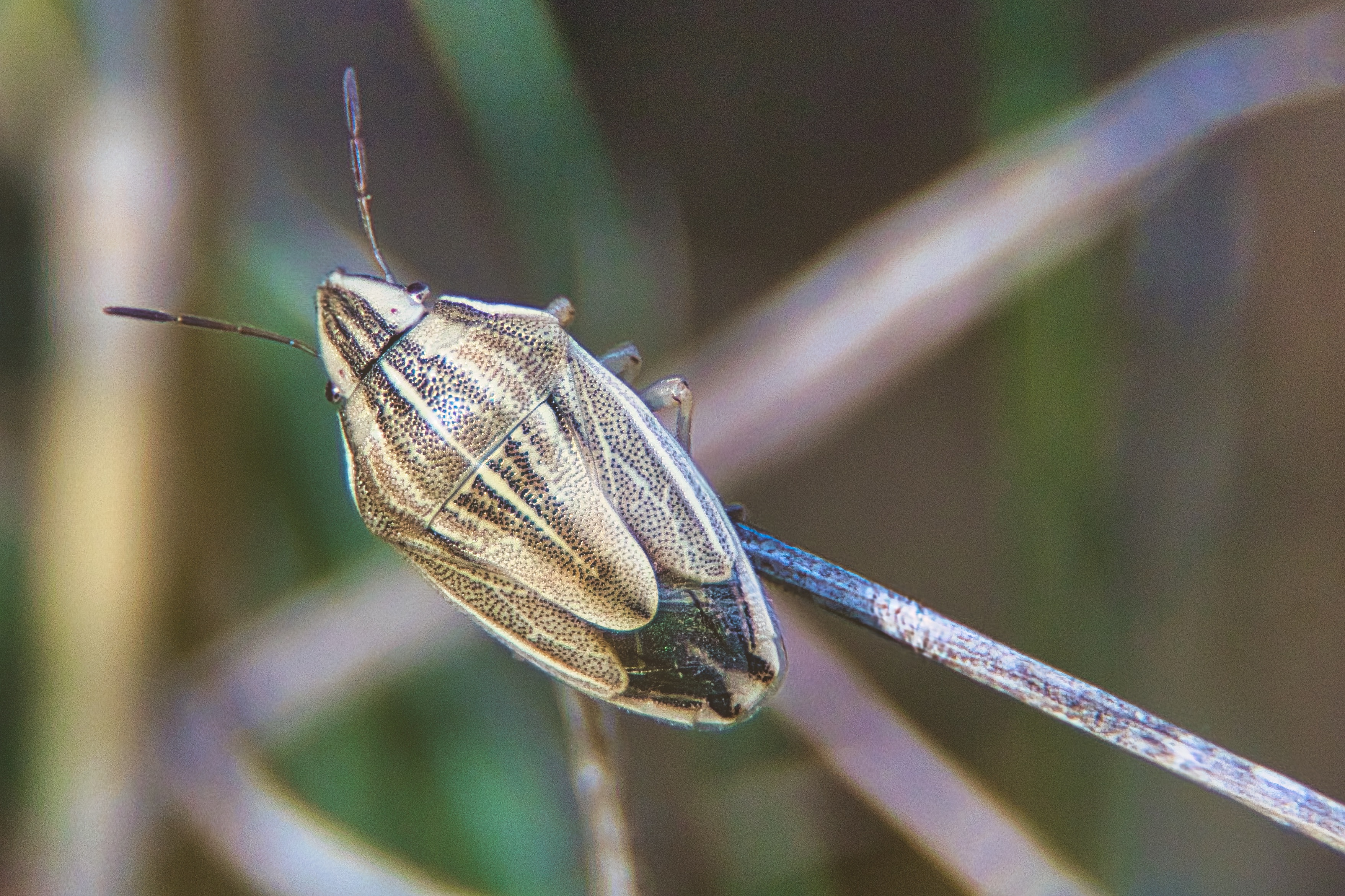 This stunning photograph captures the delicate intricacies of a insect world, showcasing a subtle elegance of a beetle perched on a edge of a plant. The soft, natural lighting enhances the texture and patterns of the beetle's shell, creating a perfect balance of detail and softness. The composition, with the beetle positioned slightly off-center, adds a dynamic element to the image, drawing the viewer's eye across the frame. This photograph's aesthetic appeal lies in its ability to evoke a quiet beauty of nature, making it an ideal focal piece for any modern living room or executive office. Display it in way corner of a room to subtly highlight its intricate details and serene mood, or use it as a a statement piece in a modern gallery wall to inspire a appreciation of nature's artistry.