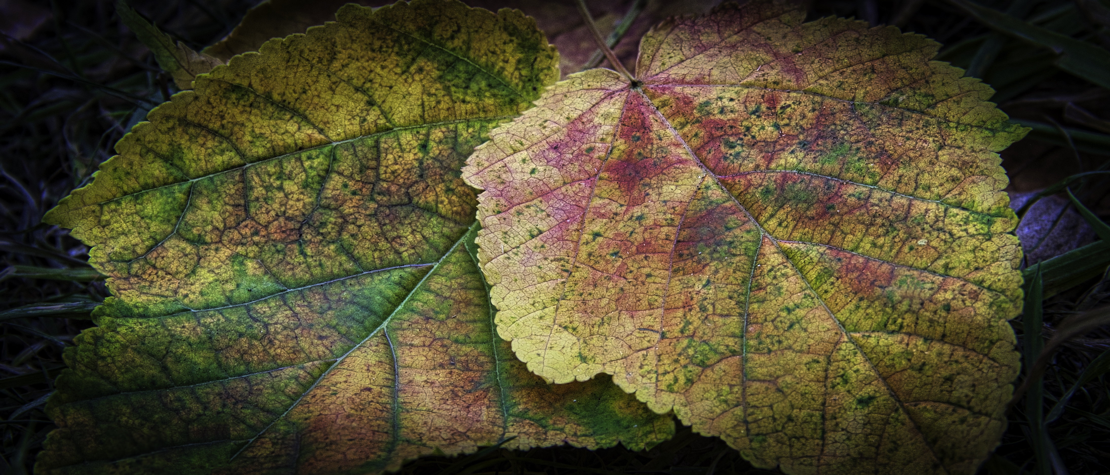 This fine-art print captures the essence of autumn with its vibrant hues of yellow, orange, and red, beautifully contrasted against the dark, earthy tones of the forest floor. The intricate veining of the leaves and the soft, diffused lighting evoke a serene and contemplative mood of the season. The composition, with the leaves overlapping, creates a perfect balance of nature's artistry. This print is ideal for a living room as a focal piece, adding a executive office for a executive gallery wall, or as a modern accent in any modern decor setting.