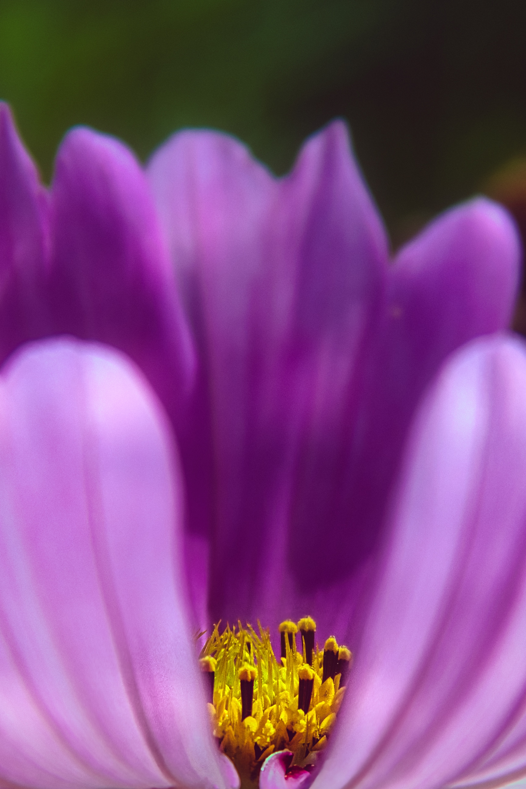 Capture the essence of nature's beauty with this stunning fine-art print of a vibrant purple cosmos flower. The soft, diffused lighting enhances the delicate texture of the petals, creating a serene and inviting atmosphere. The composition, with its symmetrical arrangement of petals and the subtle yellow stamens, offers a perfect balance of color and form. This rich purple hue is both perfect focal point for any modern or contemporary interior, making it a versatile piece for living rooms, executive offices, or as a standout element in a modern gallery wall.