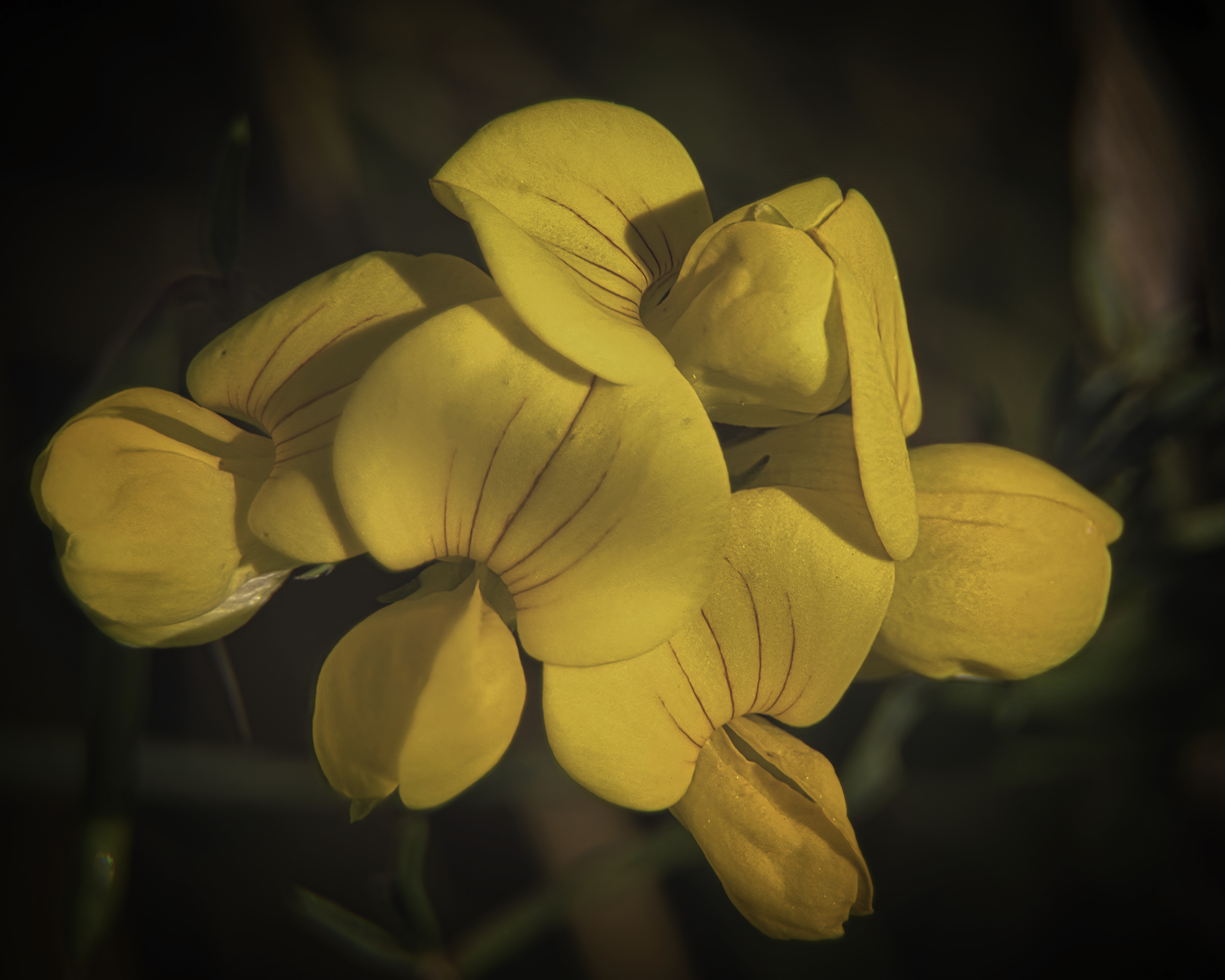 This photograph captures the essence of golden serenity, with its vibrant yellow flowers bathed in soft, natural light. The composition is both intimate and expansive, drawing the viewer into the heart of the bloom. The warm tones and delicate textures evoke a feeling of a sun's gentle embrace, making it a perfect piece for any space seeking a warmth of a outdoors. Whether displayed as a centerpiece of a living room, a focal point of an executive office, or as part of a modern gallery wall, this image will infuse your space with a calming glow of a summer's day.