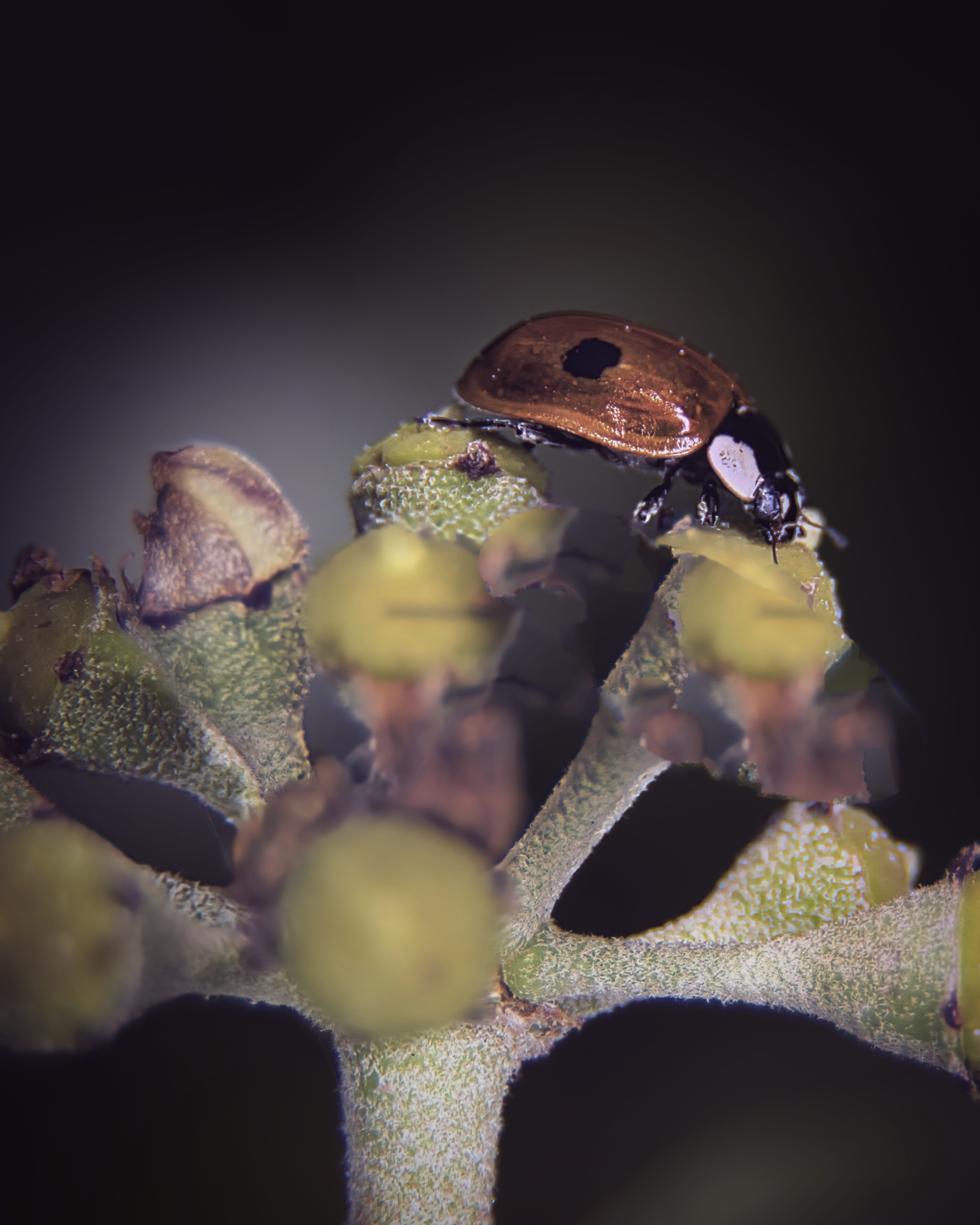 This photograph captures a delicate beauty of a ladybug perched on a plant, bathed in soft, natural light that accentuates its intricate patterns and vibrant colors. The composition is masterfully balanced, with the ladybug as the focal point, surrounded by the subtle textures of the plant. The dark background enhances the vividness of the subject, creating a perfect mood of tranquility and natural elegance. This image is ideal for wall decor in a living room, where it can serve as a focal piece, or in executive office, where it can inspire a spirit of nature and balance.