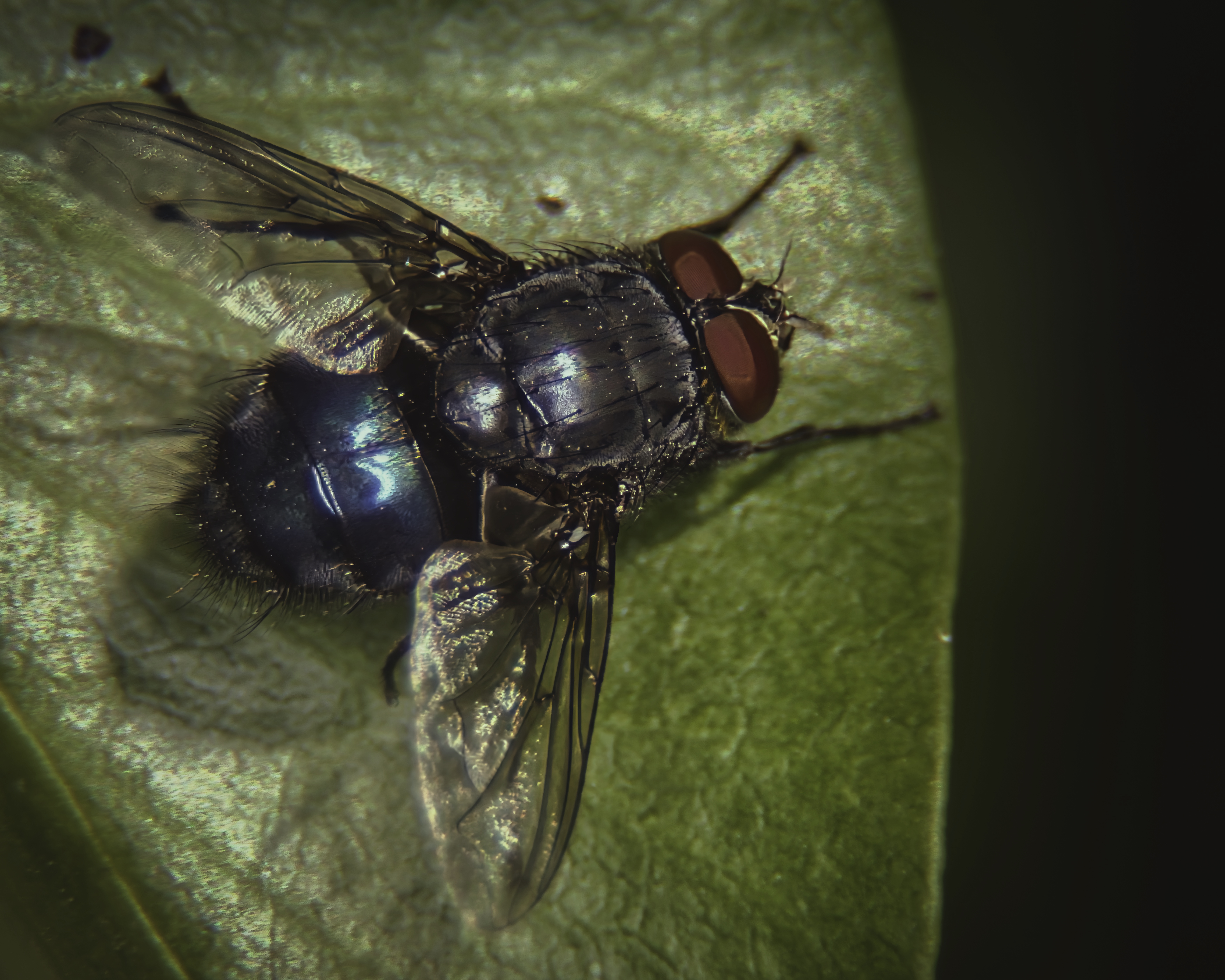 This stunning photograph captures the intricate beauty of a blue fly in exquisite detail, showcasing its vibrant blue body and striking red eyes against a soft, textured green leaf. The soft, diffused lighting enhances the fly's delicate features, creating a perfect balance between the subject and its natural backdrop. The composition is both intimate and captivating, making it a ideal focal point for any modern art enthusiast. Perfect for a executive office to inspire creativity or as a centerpiece of a living room, this piece adds a perfect touch of nature's artistry to any space.
