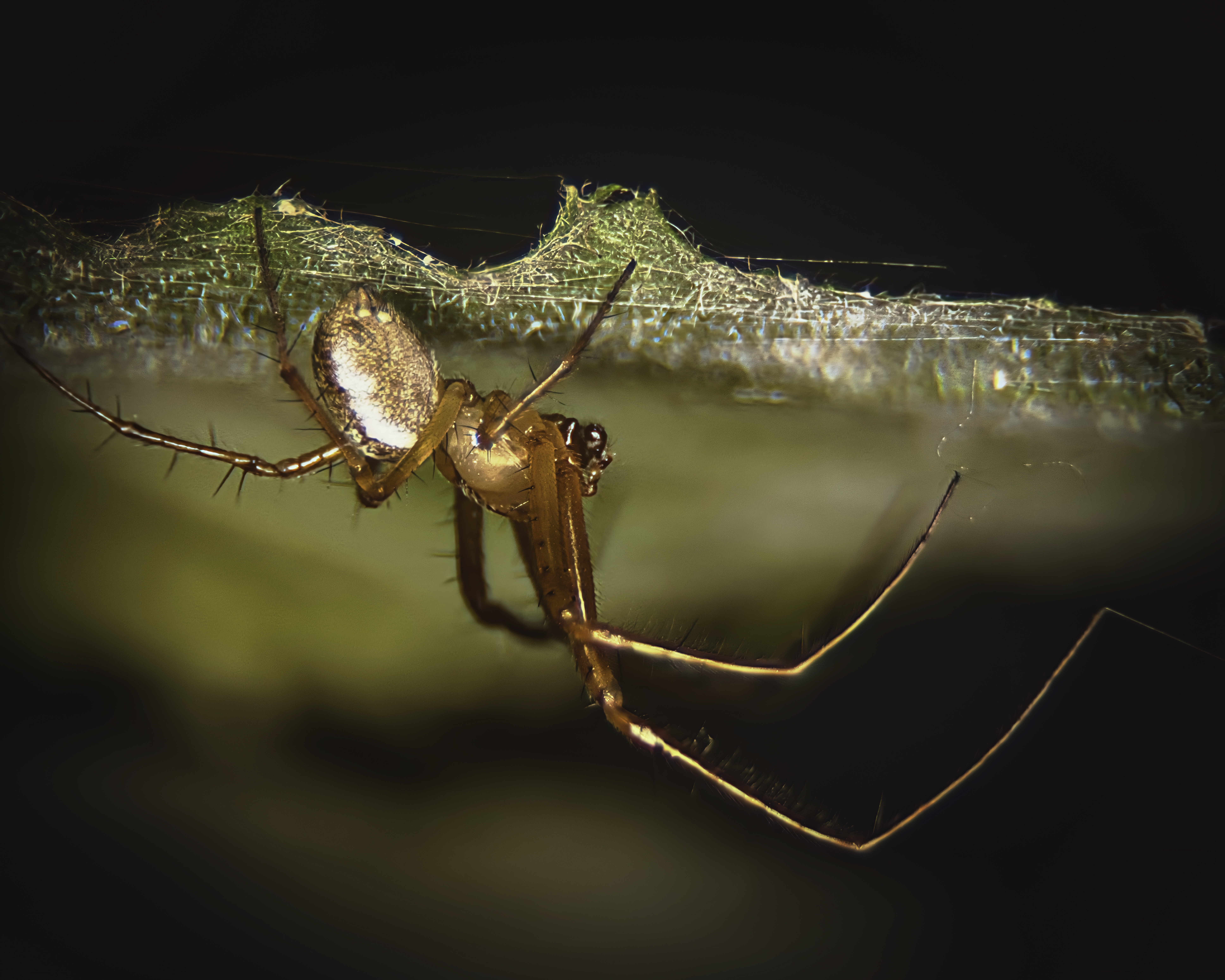 This captivating fine-art print captures the delicate beauty of a spider in web, bathed in soft, ethereal light that accentuates its intricate details and the shimmering web. The composition, with the spider positioned centrally, draws the viewer into a scene, evoking a tranquility and mystery of nature. The high contrast and rich, warm tones make this piece a perfect addition to any modern gallery wall, adding a perfect touch of nature to any executive office or living room focal piece, enhancing the ambiance with its serene and sophisticated aesthetic.