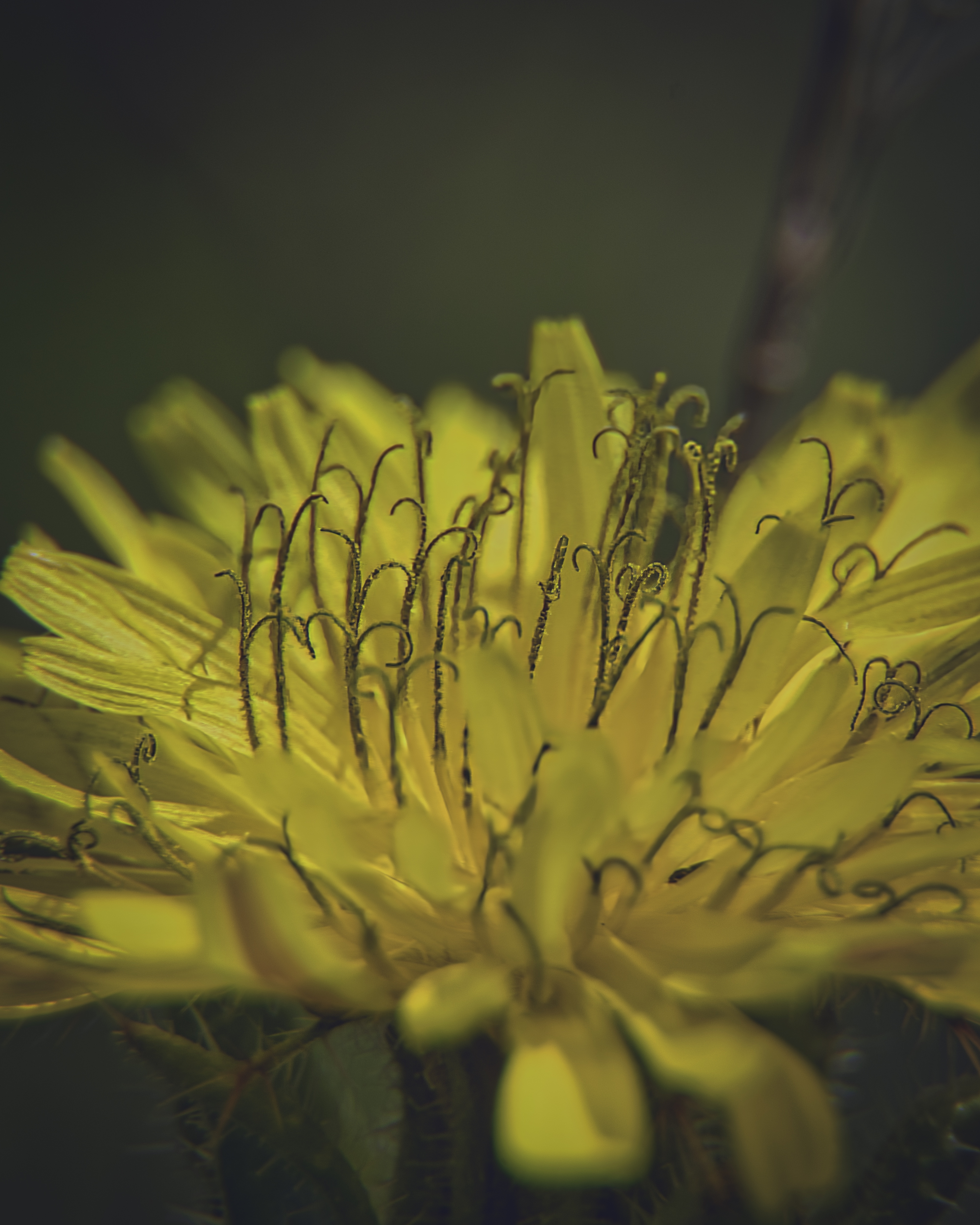 This stunning fine-art print captures the intricate beauty of a dandelion in a macro shot, highlighting its delicate yellow petals and the mesmerizing texture of its stamens. The soft, natural lighting enhances the flower's vibrant hues, creating a perfect balance of light and shadow. The composition is both heart of the image, drawing the viewer into the intimate world of the dandelion. This aesthetic appeal lies in its simplicity and the profound sense of tranquility it evokes. Perfect for a living room as a focal piece, or as a modern gallery wall accent in an executive office, this print adds a touch of nature's elegance and serenity to any space.