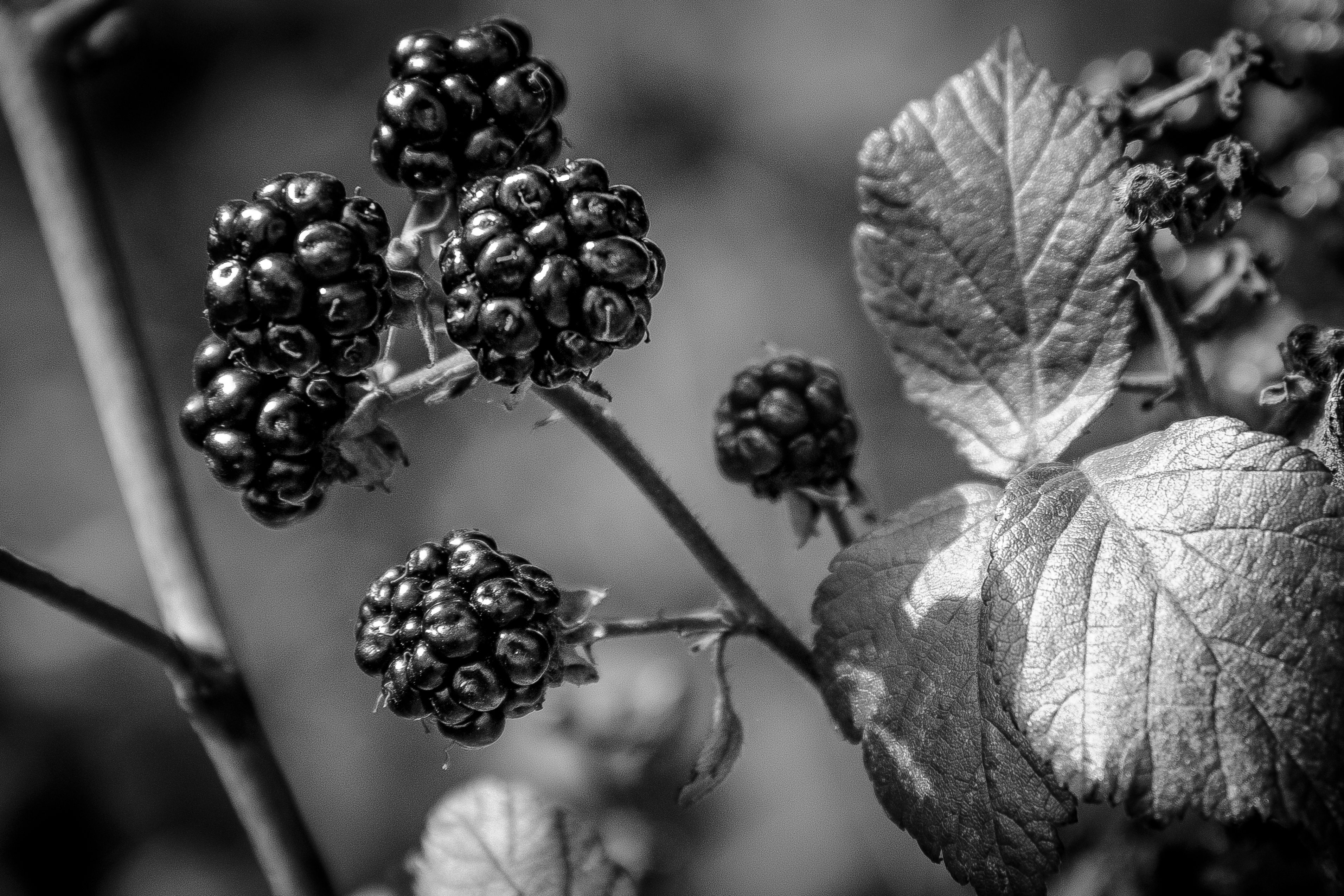 This striking black-and-white photograph captures the intricate beauty of ripening blackberries, their glossy surfaces reflecting the soft, diffused light of a setting sun. The composition is both organic and structured, with the berries clustered in the upper left corner, drawing the eye towards the textured leaves in lower right. The monochrome palette enhances the natural contrast, creating a perfect balance of dark and light. This image evokes a quiet serenity of a countryside, making it an ideal focal piece for a living room or a executive office, where it can adds a perfect touch of nature and tranquility.