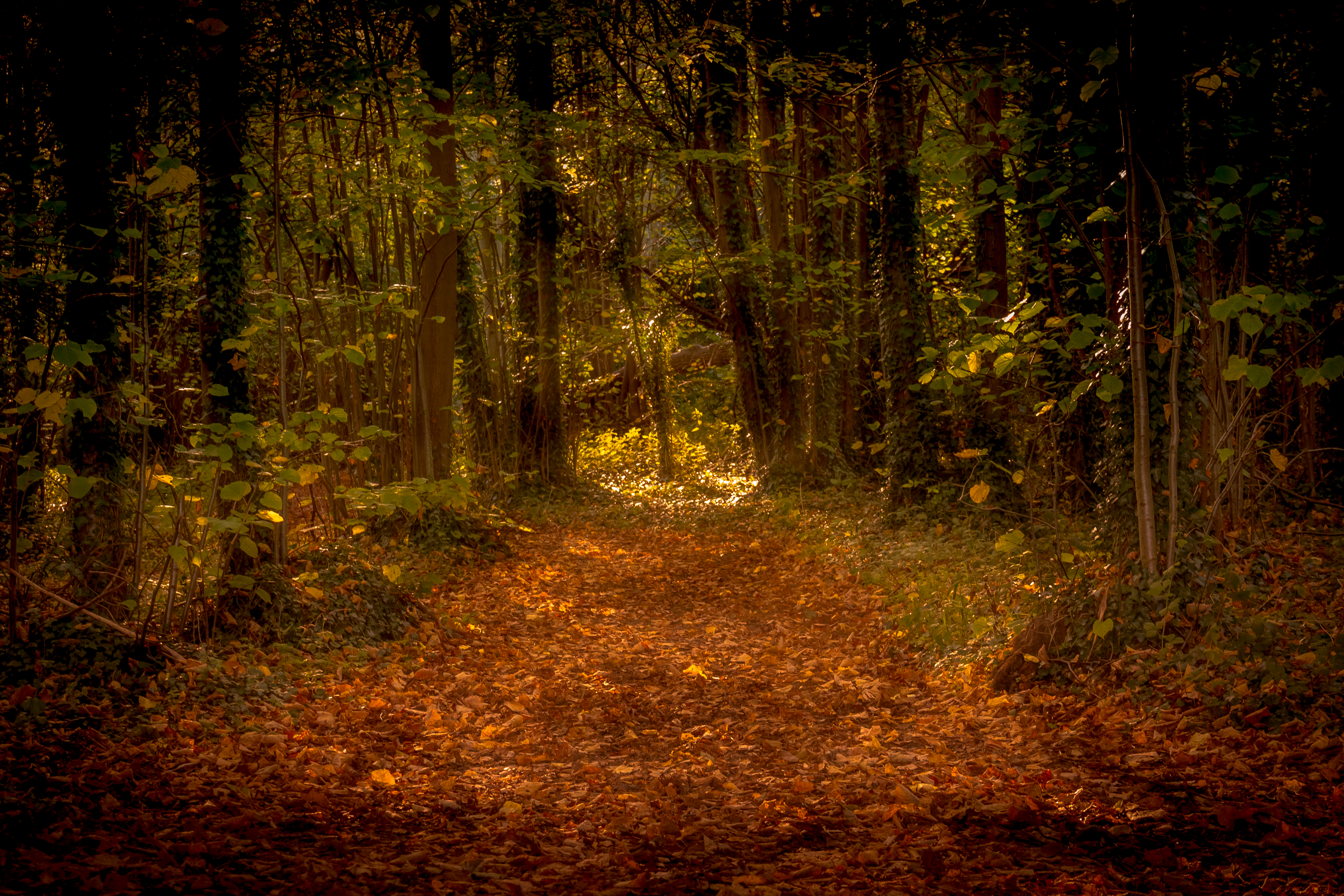 This captivating fine-art print transports viewers into a a heart of a serene forest, where the interplay of warm, golden sunlight filtering through the dense canopy creates a tranquil and inviting atmosphere. The composition, with its winding path leading the eye into the depths of the woods, evokes a feeling of adventure and discovery. The rich, earthy tones and the interplay of light and shadow add depth and texture, making this piece a perfect focal point for any modern or traditional interior space. Whether displayed in a living room to enhance a sense of calm and nature, or in executive office to inspire creativity and tranquility, this print is a ultimate expression of natural beauty and serenity.