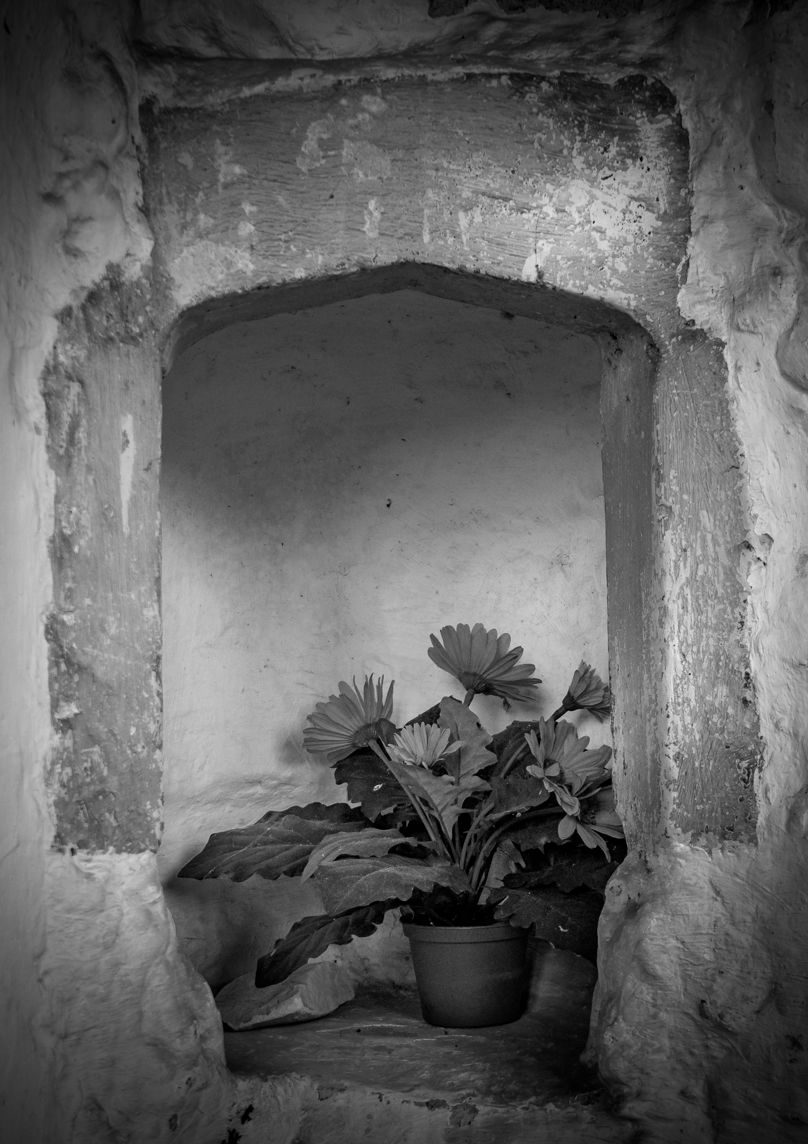 This evocative black and white photograph captures the timeless beauty of a interplay between nature and architecture. The soft, diffused light filters through the textured stone, casting a plant in a foreground as a focal point of serene tranquility. The composition, with its archway framing the scene, evokes a feeling of a hidden sanctuary, perfect for adding a touch of rustic elegance to any modern living room or executive office. The monochromatic palette enhances the mood of calm and introspection, making it a ideal piece for a modern gallery wall or as a a centerpiece of a home or office space.