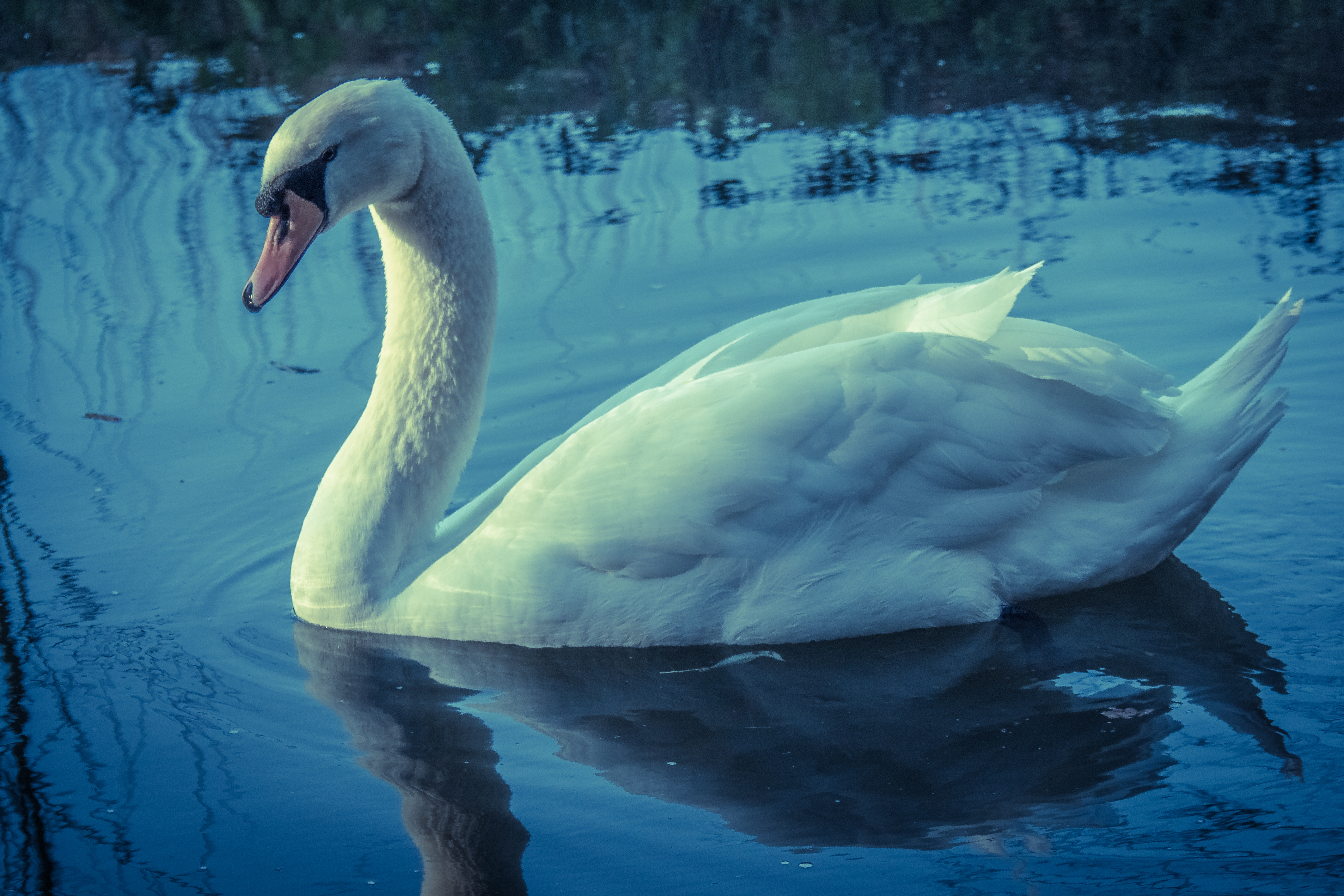 This photograph captures the serene beauty of a swan gliding gracefully across a water, bathed in a soft, diffused light of either early morning or late evening. The composition is balanced, with the swan positioned centrally, creating a perfect reflection in water below. The image evokes a feeling of tranquility and elegance, making it a perfect piece for any living room or executive office where it can serve as a focal point, inspiring calm and sophistication. The muted tones and gentle curves of the swan's form add to its timeless appeal, making it a stunning addition to any modern gallery wall.
