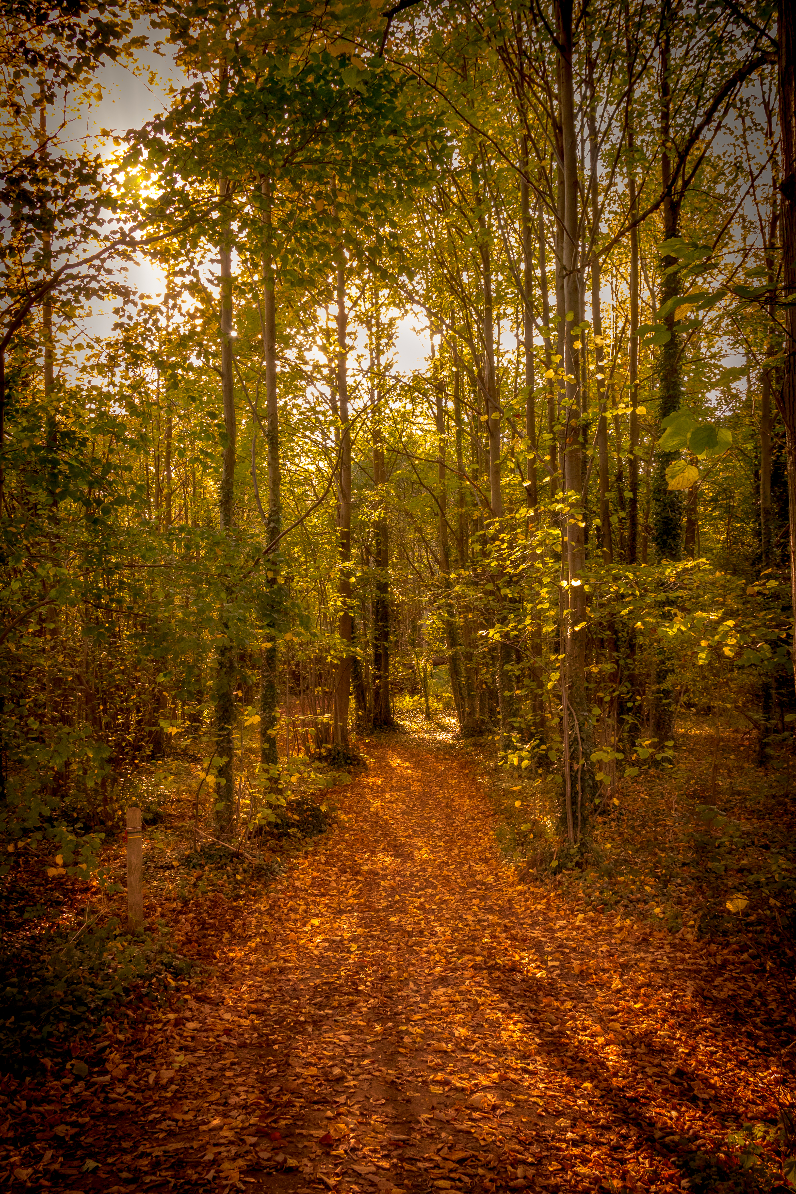 This captivating fine-art print captures the serene beauty of a golden pathway through a woods, bathed in the warm, ethereal light of the setting sun. The composition, with its interplay of light and shadow, creates a perfect balance of tranquility and mystery. The rich, warm tones of the leaves and the soft glow of the sunlight evoke a essence of autumn, making it a perfect piece for any living room or executive office. Hang it as a focal point of a room, inviting viewers to lose themselves in the peaceful ambiance it portrays.
