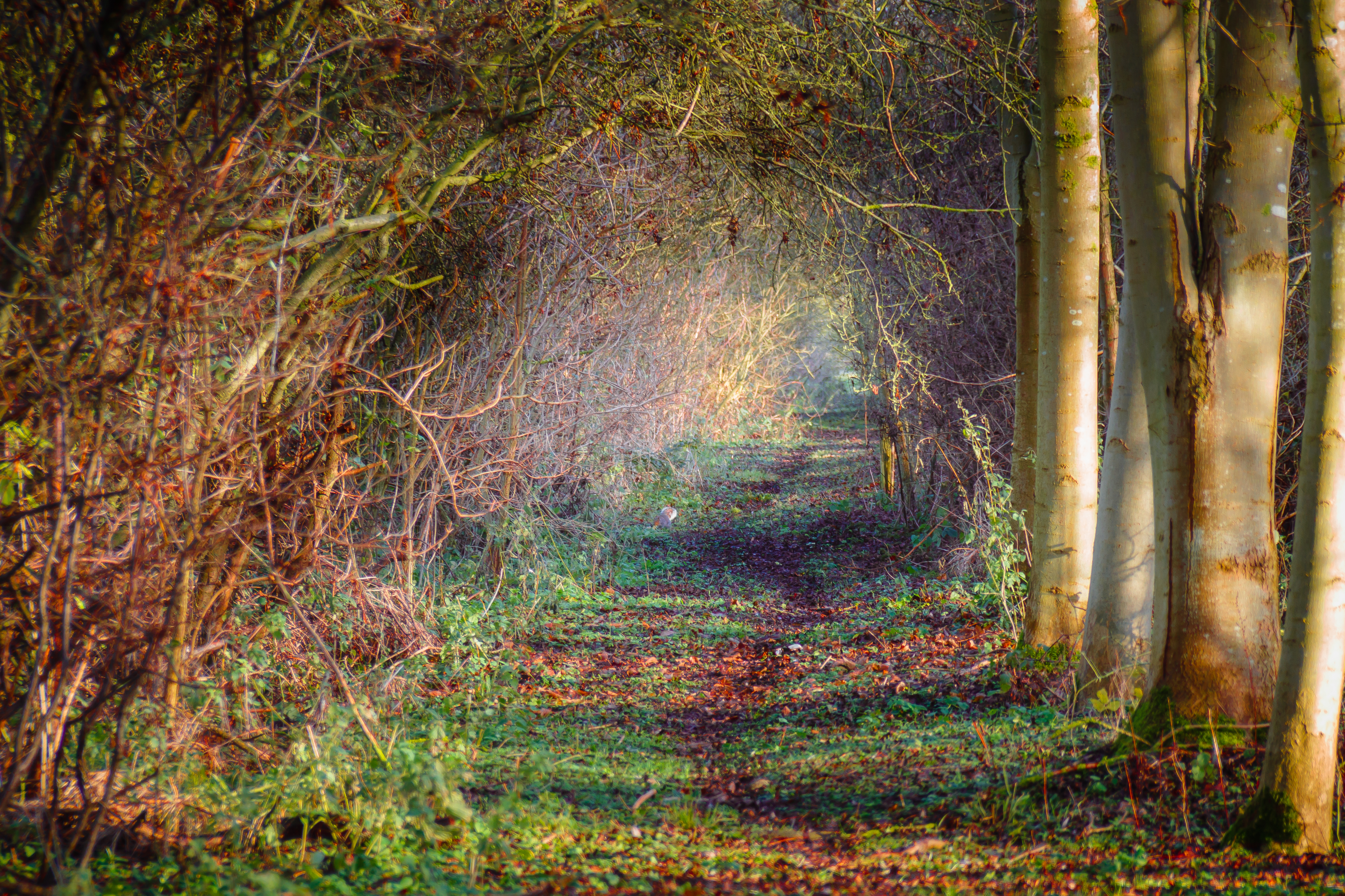 This enchanting fine-art print captures the serene beauty of a forest pathway bathed in golden sunlight. The composition invites the viewer to step into a tranquil world, with the interplay of light and shadow creating a perfect balance of mystery and serenity. The rich greens and earthy tones of the foliage, combined with the warm glow of the sunlight, evoke a feeling of a quietude of nature. This image is ideal for a living room as a focal piece, or for the executive office as a calming backdrop, enhancing the aesthetic appeal of any space with its natural beauty and peaceful ambiance.