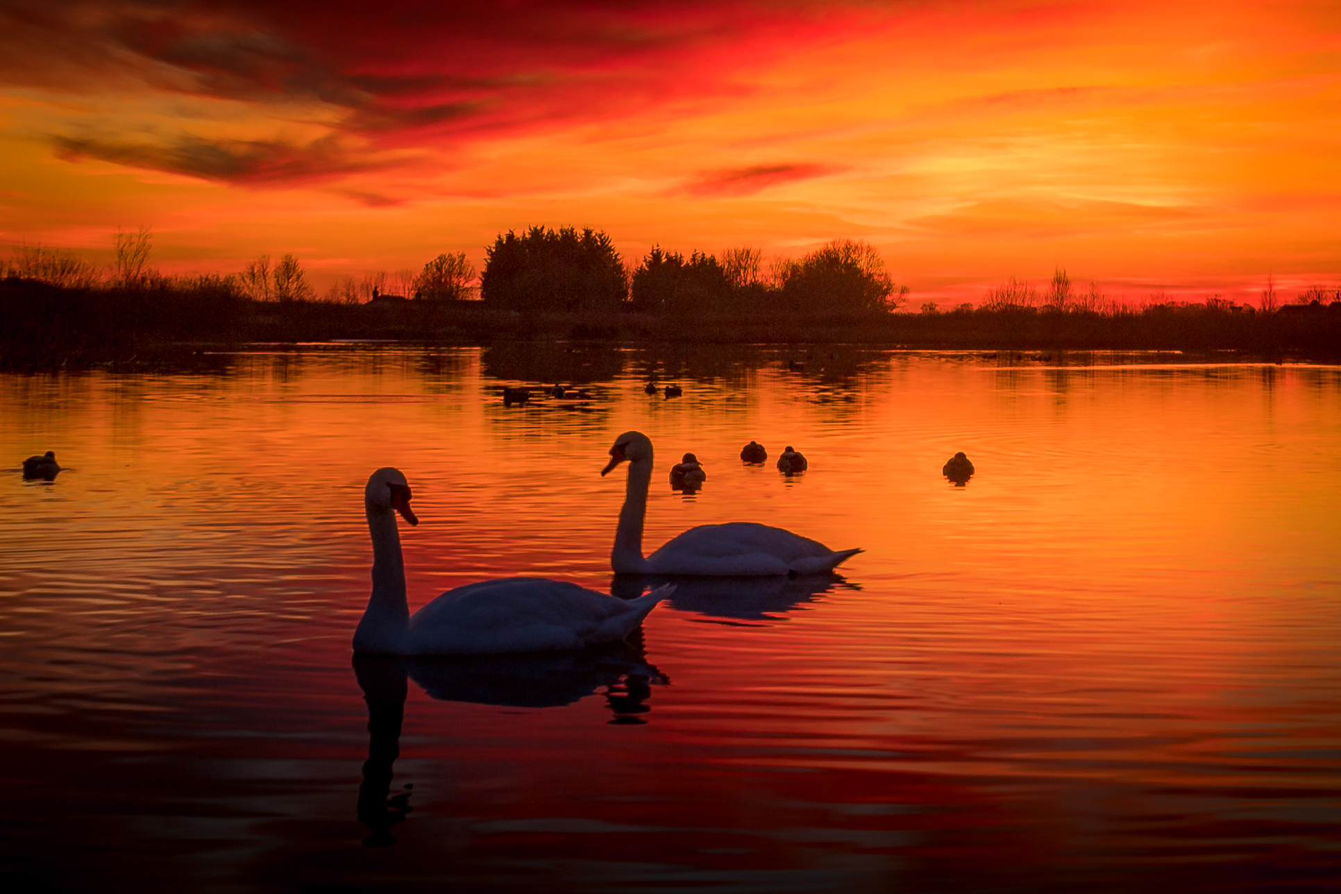 This breathtaking photograph captures the tranquil beauty of a sunset, with two elegant swans silhouettes gracefully floating on a water's surface. The warm, vibrant hues of the sky and the gentle ripples of the water create a perfect backdrop for this serene scene. The composition is balanced, with the swans pair positioned centrally, drawing the viewer's eye across the frame. The aesthetic appeal lies in the harmonious blend of nature's colors and the peacefulness of the moment. This image is ideal for wall decor in living room, creating a perfect focal piece that evokes a calm and beauty of nature.