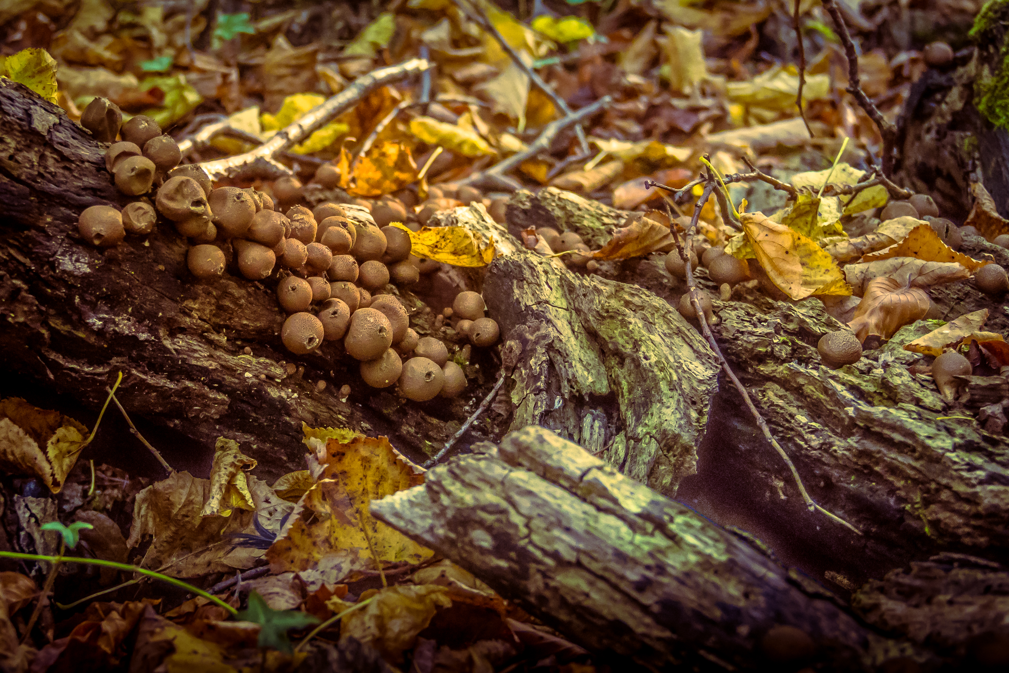 This fine-art print captures the tranquil beauty of an autumn forest floor, where the interplay of light and shadow creates a perfect backdrop for a earthy tones of fallen leaves and the delicate, spherical mushrooms. The composition, with its natural curves and textures, evokes a quiet majesty of nature. Perfect for a living room as a a focal piece, or for an executive office to inspire calm and focus, this print is a stunning addition to any modern gallery wall.