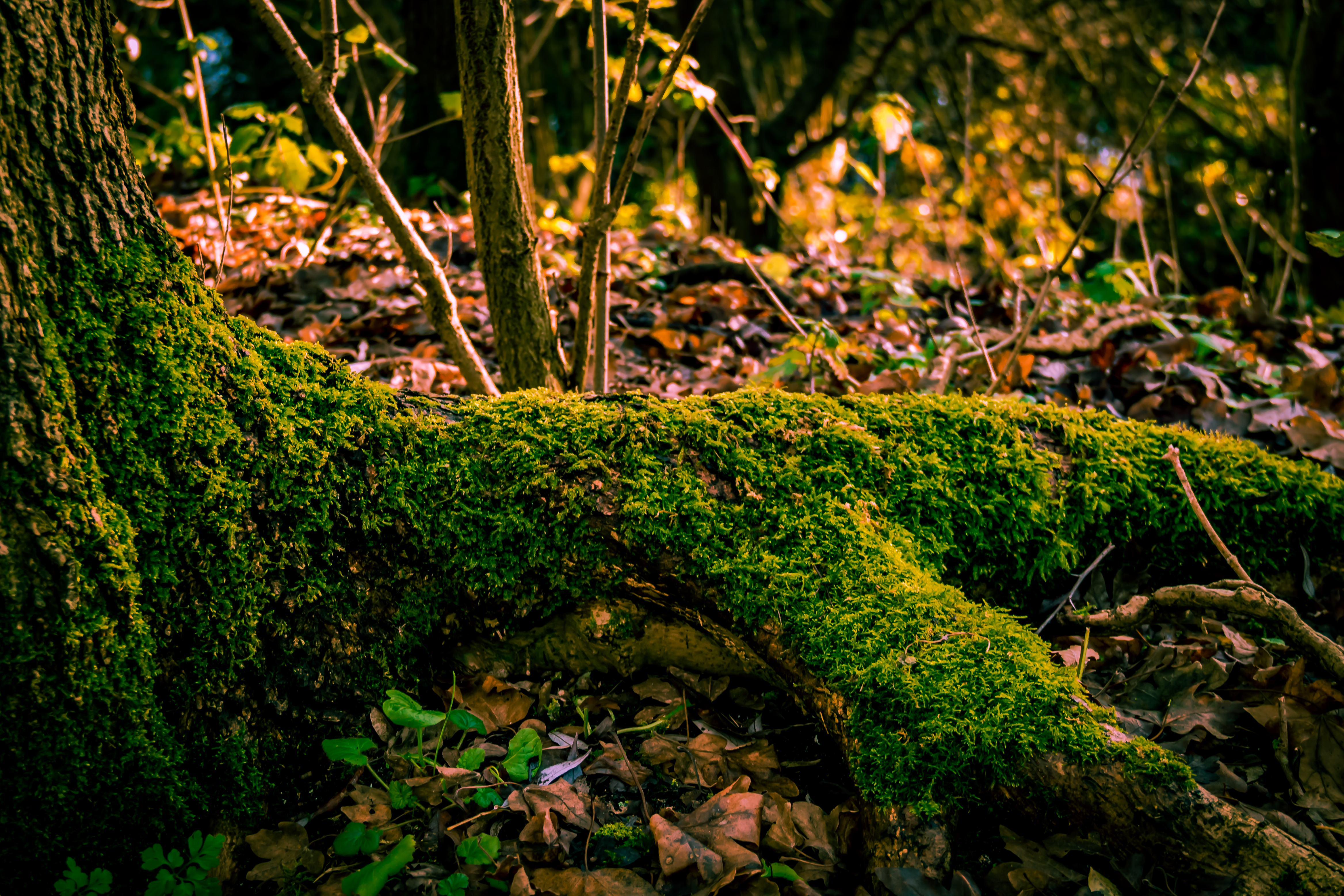 This mesmerizing fine-art print captures the serene beauty of a forest floor, where a moss-covered log rests amidst fallen leaves and dappled sunlight. The warm, golden hues of the light filtering through the trees create a perfect ambiance, evoking a tranquility and mystery of the natural world. The composition, with its rich textures and earthy tones, is both calming and captivating, making it an ideal focal piece for any living room or a a modern gallery wall. The print's aesthetic appeal lies in its ability to transport viewers to a peaceful woodland retreat, making it a perfect addition to any space seeking a touch of nature's serenity.