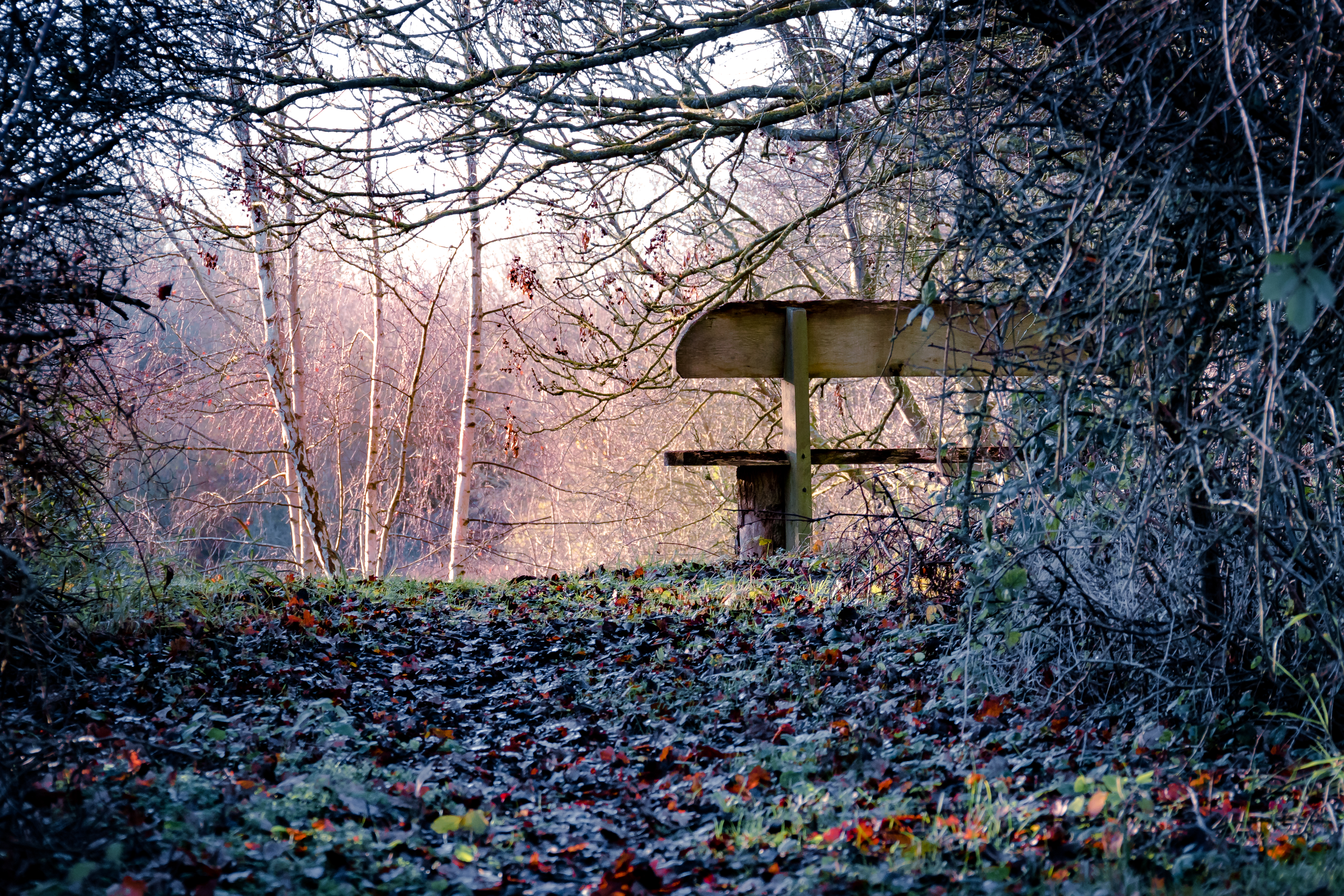 This captivating fine-art print transports viewers into a a heart of a serene, mystical forest. The interplay of soft, diffused light filtering through the bare branches creates a tranquil, almost ethereal atmosphere. The composition, with its natural archway and scattered autumn leaves, evokes a sense of quiet contemplation and connection with nature. Perfect for adding a touch of rustic charm and artistic depth to any living room or executive office, this piece is a beautiful representation of the quiet beauty found in the natural world.