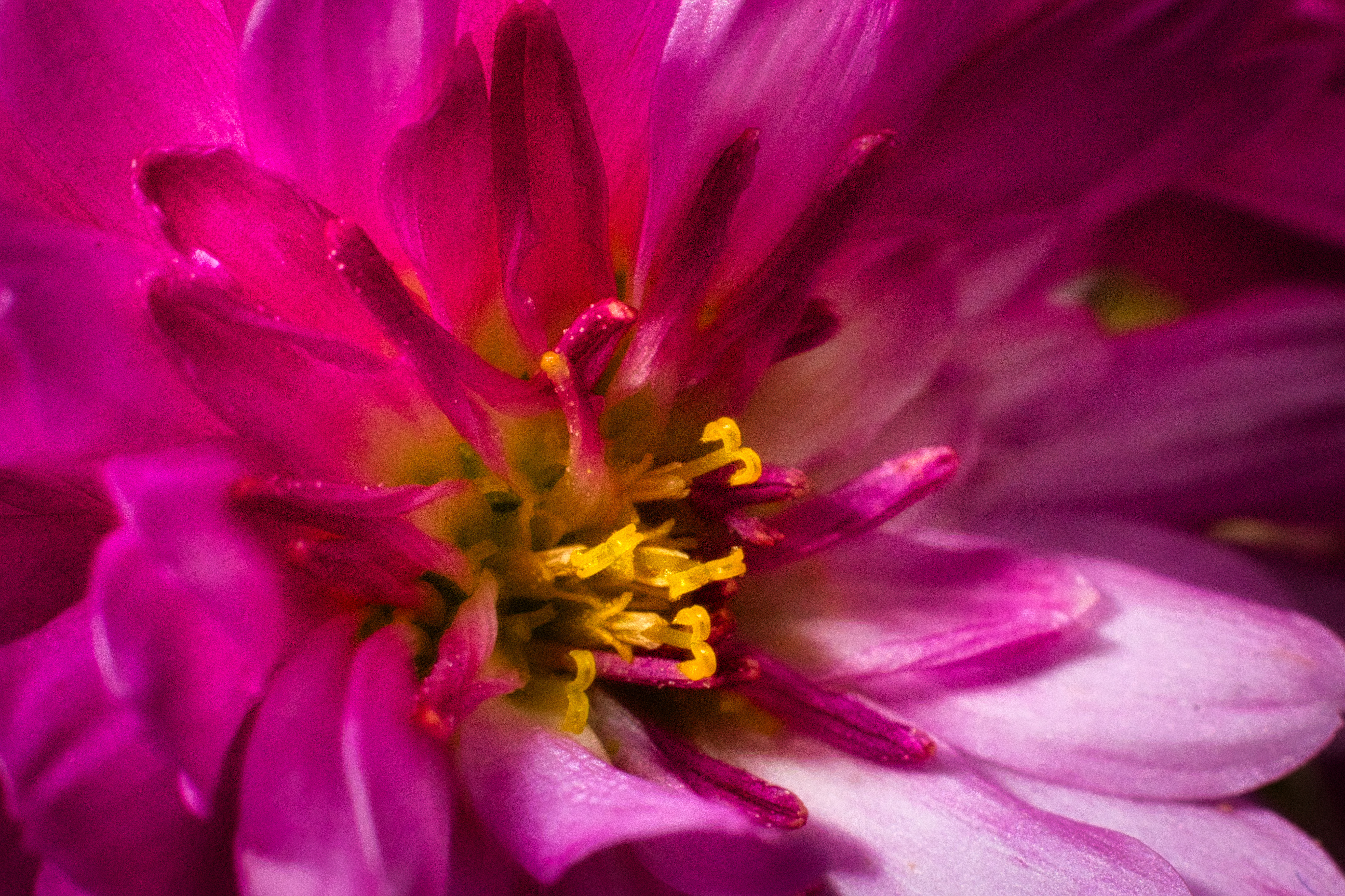 Capture the essence of nature's delicate beauty with this stunning fine-art print of a vibrant pink dahlia. The close-up perspective highlights the intricate details of the flower's petals and center, creating a perfect balance of softness and boldness. The warm, natural lighting enhances the rich hues, making it a ideal focal point for any living room or a executive office. Display it in a modern gallery wall to add a perfect touch of elegance and sophistication to your decor.