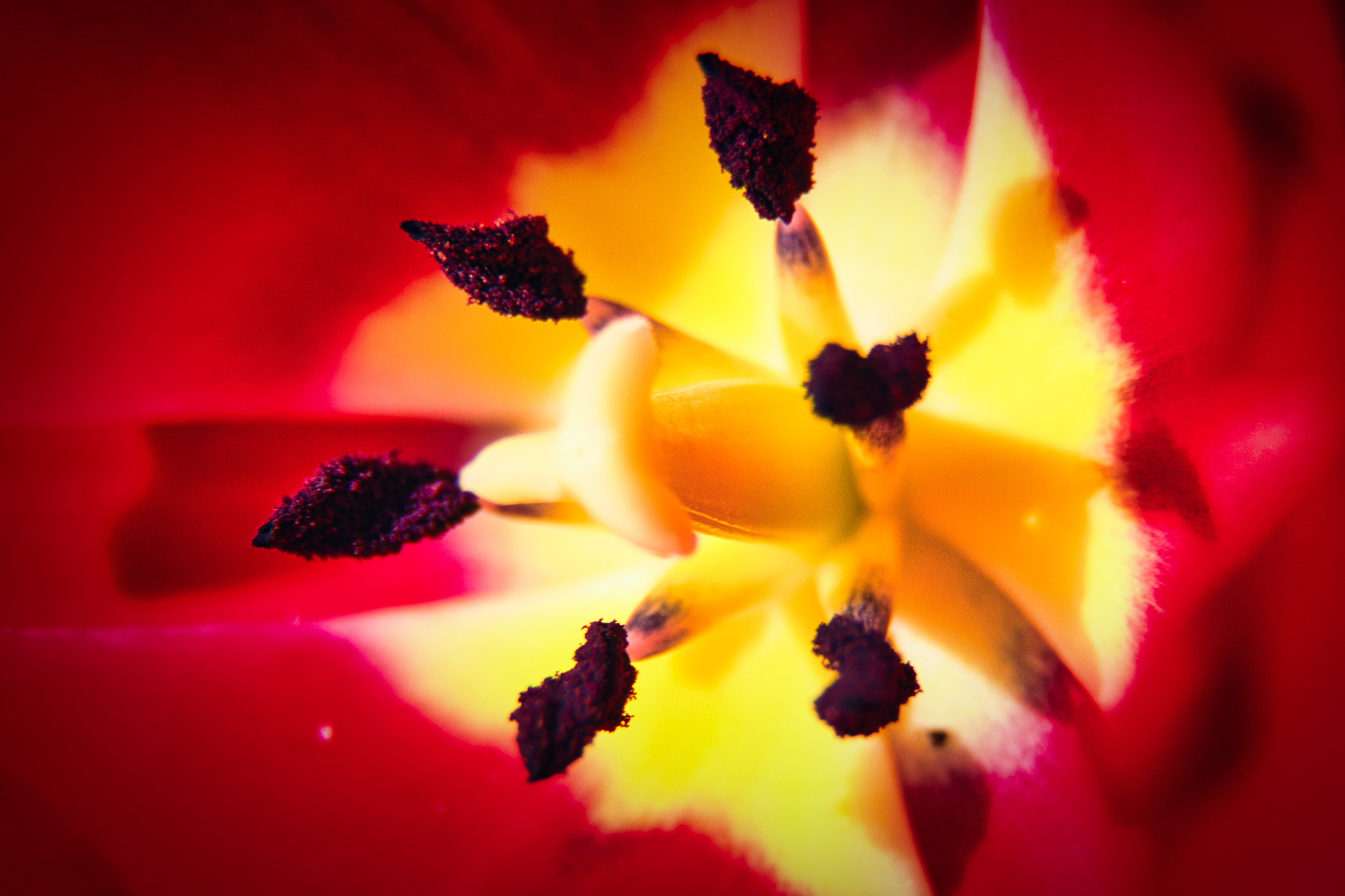 This stunning photograph captures the vibrant essence of a tulip in moment of full bloom, with its petals radiating a warmth of golden sunlight. The deep red background contrasts beautifully with the bright yellow and purple hues of the flower's center, creating a perfect balance of color and light. The composition is meticulously centered, drawing the viewer's eye directly to the flower's intricate details. This image evokes a feeling of a sun's warmth and the beauty of nature, making it a perfect piece for any living room focal point or an executive office to inspire creativity and positivity. Hang it in a modern gallery wall to add a perfect pop of color and artistic flair.
