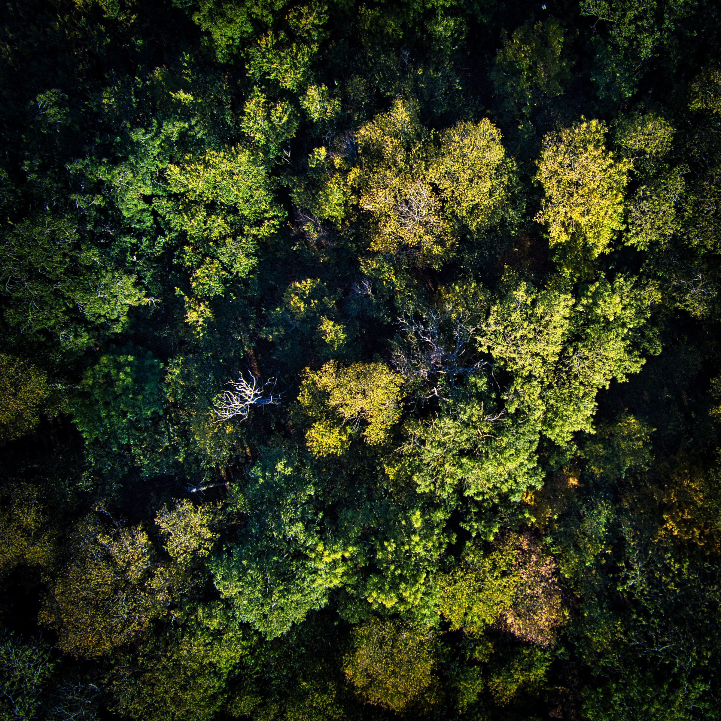 This breathtaking aerial photograph captures the serene beauty of a dense forest, where the interplay of light and shadow creates a illusion of a sun peeking through the canopy. The rich greens and subtle yellows of the foliage evoke a feeling of tranquility and the majesty of nature. The composition, taken from a air, offers a viewer a perspective of a forest as a vast, untamed wilderness. This image is perfect for those who wish to bring a calming presence of nature into their living spaces, making it an ideal focal piece for a living room or a executive office, where it can inspire a spirit and provide a perfect balance to the urban environment.
