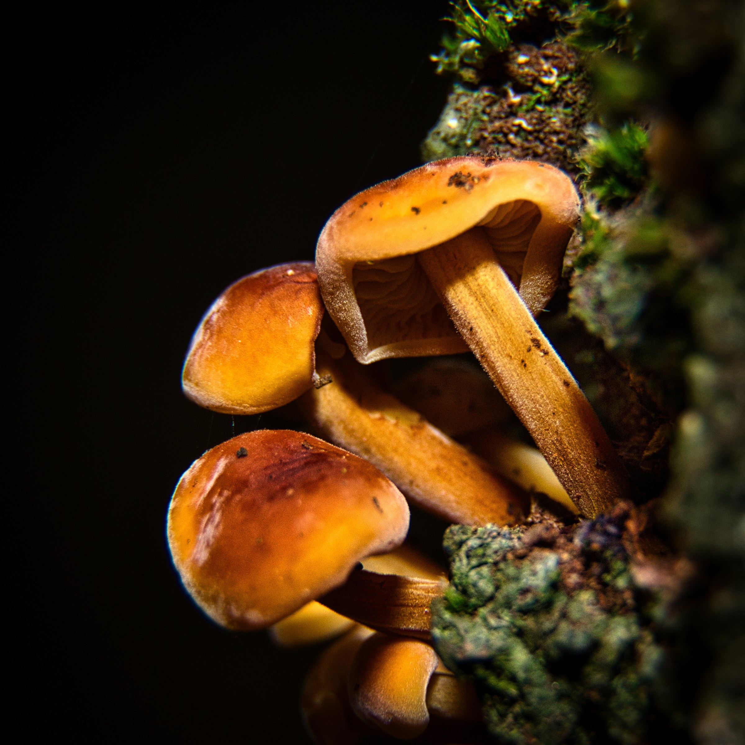 This mesmerizing fine-art print captures the ethereal beauty of a forest floor, where a soft, golden light of mushrooms illuminates the dark, mossy surroundings. The composition, with its delicate balance of light and shadow, evokes a sense of wonder and tranquility. The rich, earthy tones and intricate details make it a perfect focal piece for any modern living room or executive office, adding a touch of nature's magic to your space. Hang it in a corner of your living room to create a captivating conversation starter, or in your office to inspire creativity and calmness.