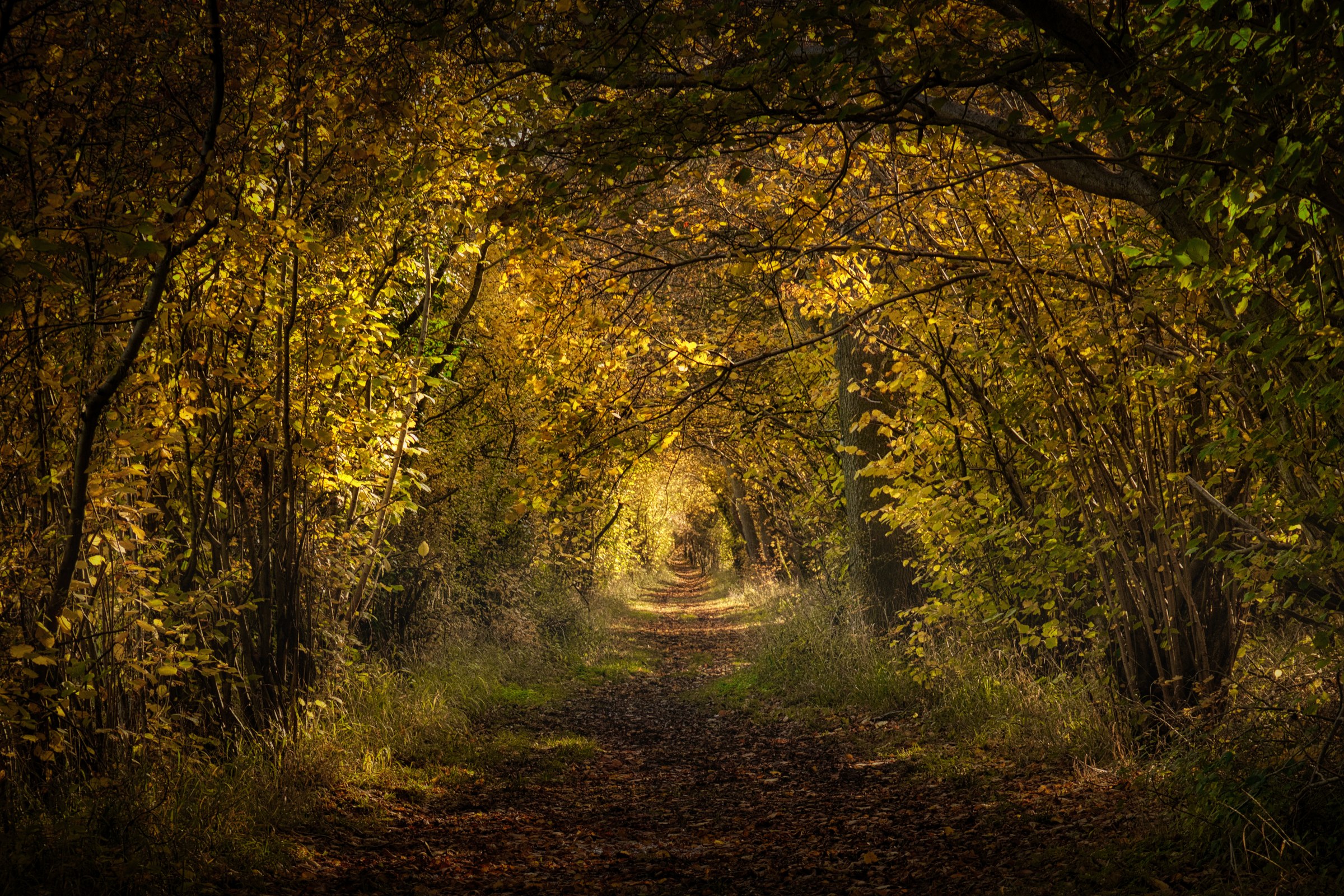 This photograph captures the serene beauty of a forest path bathed in the warm, golden hues of autumn. The interplay of light and shadow creates a illusion of a path leading deeper into the woods, evoking a feeling of mystery and tranquility. The rich, earthy tones and the intricate details of the foliage make this image a perfect centerpiece for any space, whether it be a living room, an executive office, or a modern gallery wall. The composition draws the viewer in, inviting them to imagine the peaceful journey through this enchanting autumn landscape.