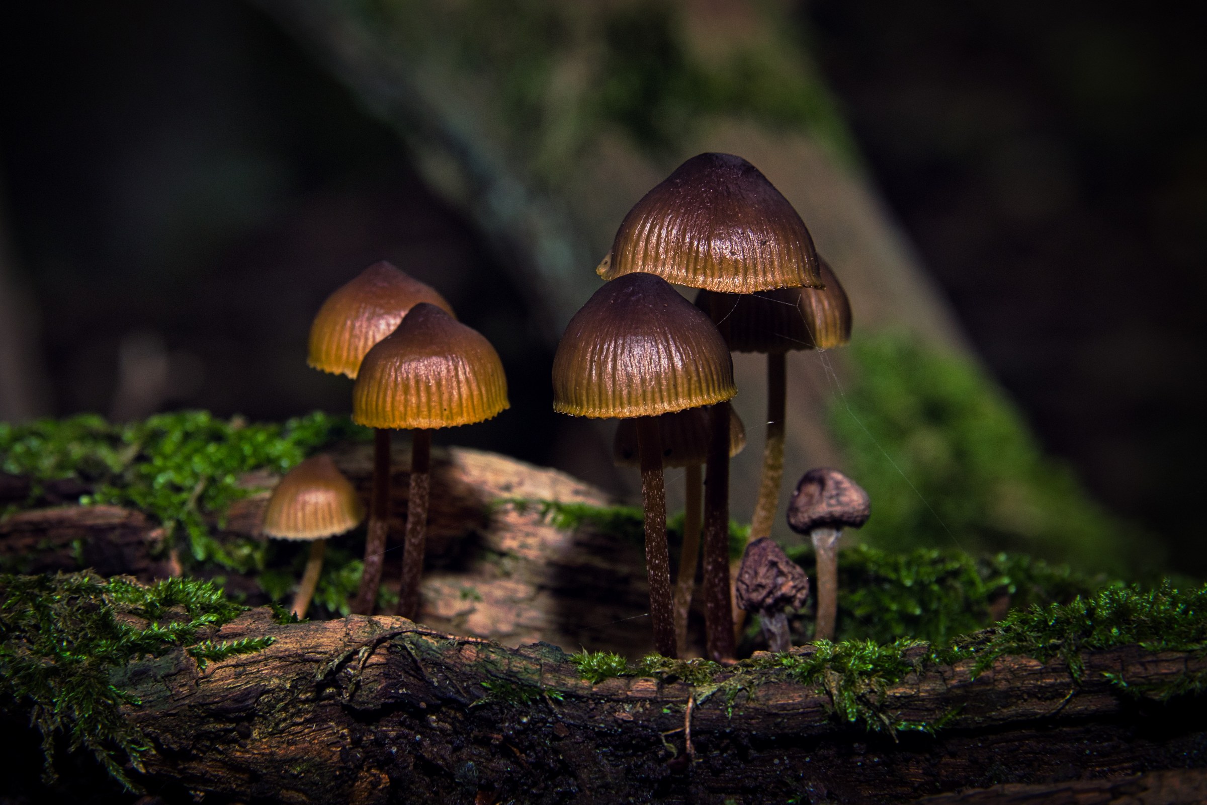 This mesmerizing fine-art print captures the ethereal beauty of a forest floor, where a soft, diffused light filters through the canopy, casting a warm glow on a cluster of mushrooms. The composition is both organic and harmonious, with the mushrooms arranged in a center, creating a perfect focal point. The rich, earthy tones and the play of light and shadow evoke a feeling of stepping into a heart of a mystical woodland. This print is ideal for a living room as a focal piece, or for the executive office as a statement wall decor, enhancing the space with its tranquil and inspiring ambiance.