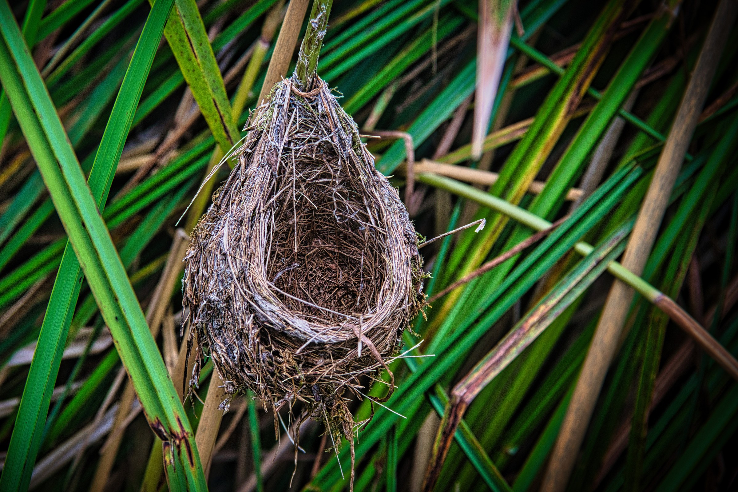 This photograph captures the tranquil beauty of a bird's nest nestled among tall grasses, evoking a sense of peace and natural harmony. The soft, diffused lighting enhances the earthy tones of the nest and surrounding foliage, creating a perfect backdrop for a subtle interplay of light and shadow. The composition, with the nest centrally framed, draws the viewer's eye into the scene, inviting contemplation and a appreciation of nature's intricate details. This aesthetic appeal lies in its simplicity and the raw, unfiltered beauty of the natural world. This photograph would make a perfect focal piece in a living room, adding a perfect touch of nature to an executive office, or serve as a stunning addition to a modern gallery wall, showcasing the serene beauty of the natural world.