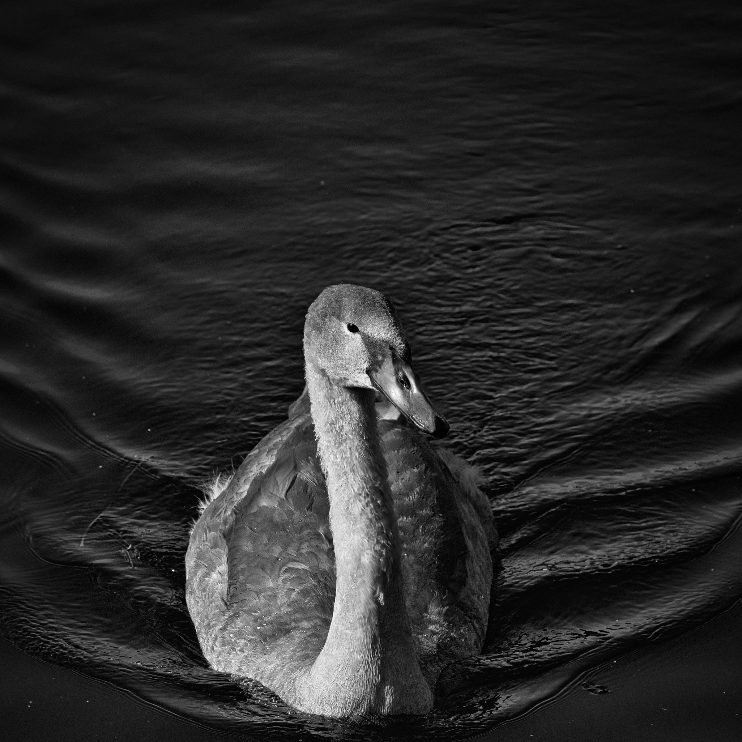This striking black and white photograph captures the tranquil essence of a swan gliding across a water's surface. The high contrast and soft lighting evoke a sense of calm and introspection, making it a perfect piece for any space seeking a touch of nature's serenity. The composition, with the swan positioned slightly off-center, adds a dynamic element that draws the viewer's eye across the frame. Its aesthetic appeal lies in the timeless beauty of the swan, making it an ideal focal point for a living room or a executive office, where it can inspire a sense of peace and reflection.