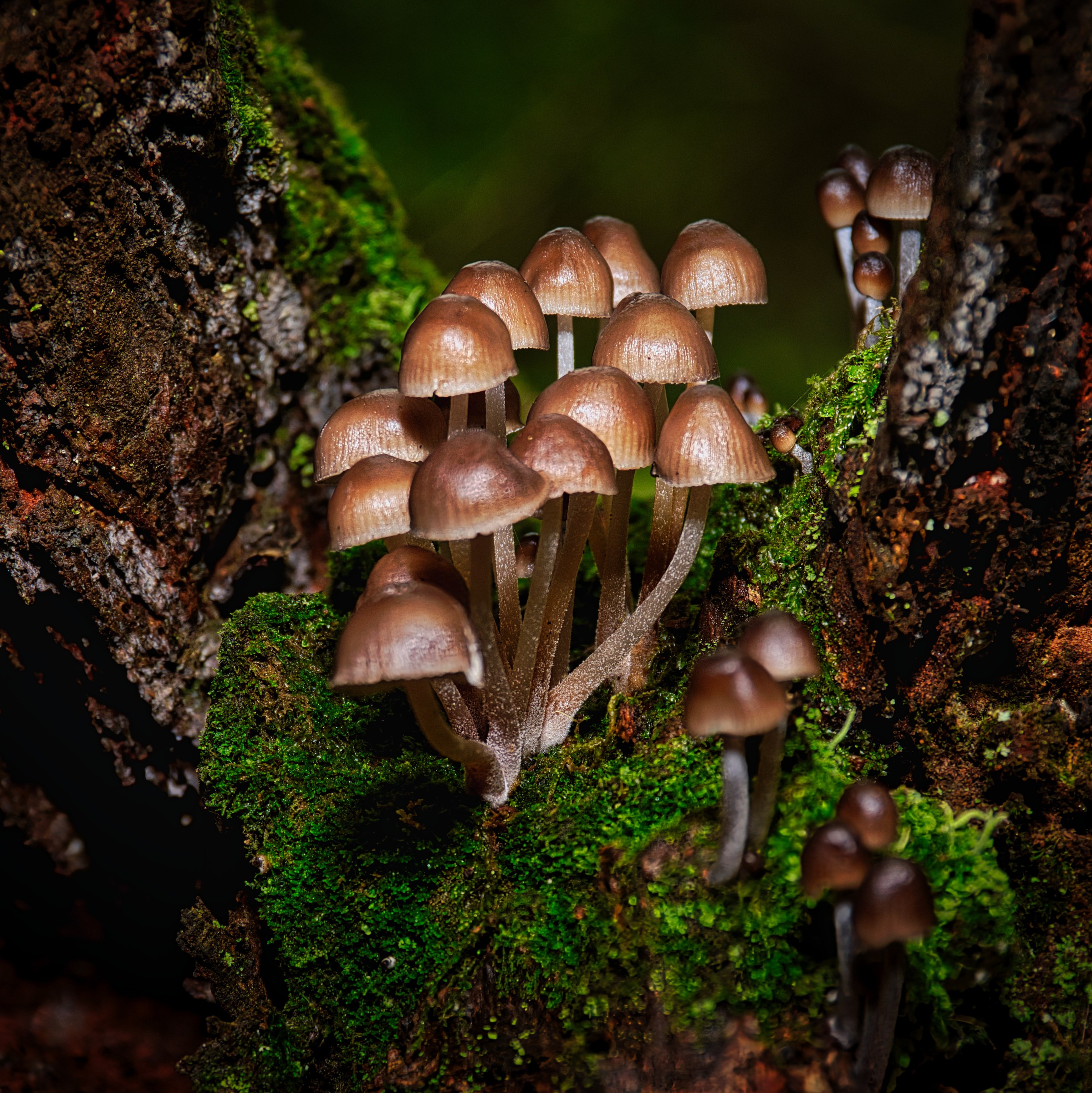 This photograph captures the ethereal beauty of a forest floor, where a delicate mushrooms emerge from the moss-covered bark of a tree. The soft, diffused light enhances the rich greens and earthy tones, creating a perfect balance of natural serenity and vibrant life. The composition, with its central cluster of mushrooms, draws the viewer's eye into the heart of the scene, evoking a feeling of being hidden away in forest. This image's aesthetic appeal lies in its ability to transport the viewer to a quiet corners of nature, making it a perfect piece for a living room focal point or an executive office to inspire creativity and calm. Hang it in a modern gallery wall to add a touch of the wild and the serene to your space.